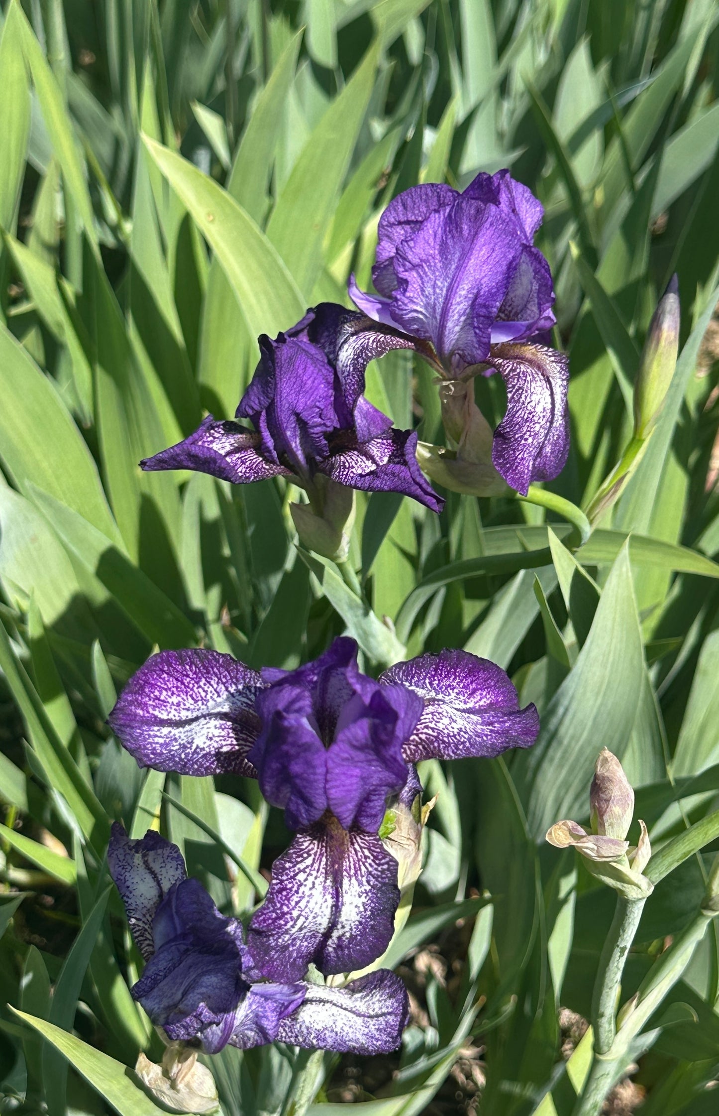 Ace