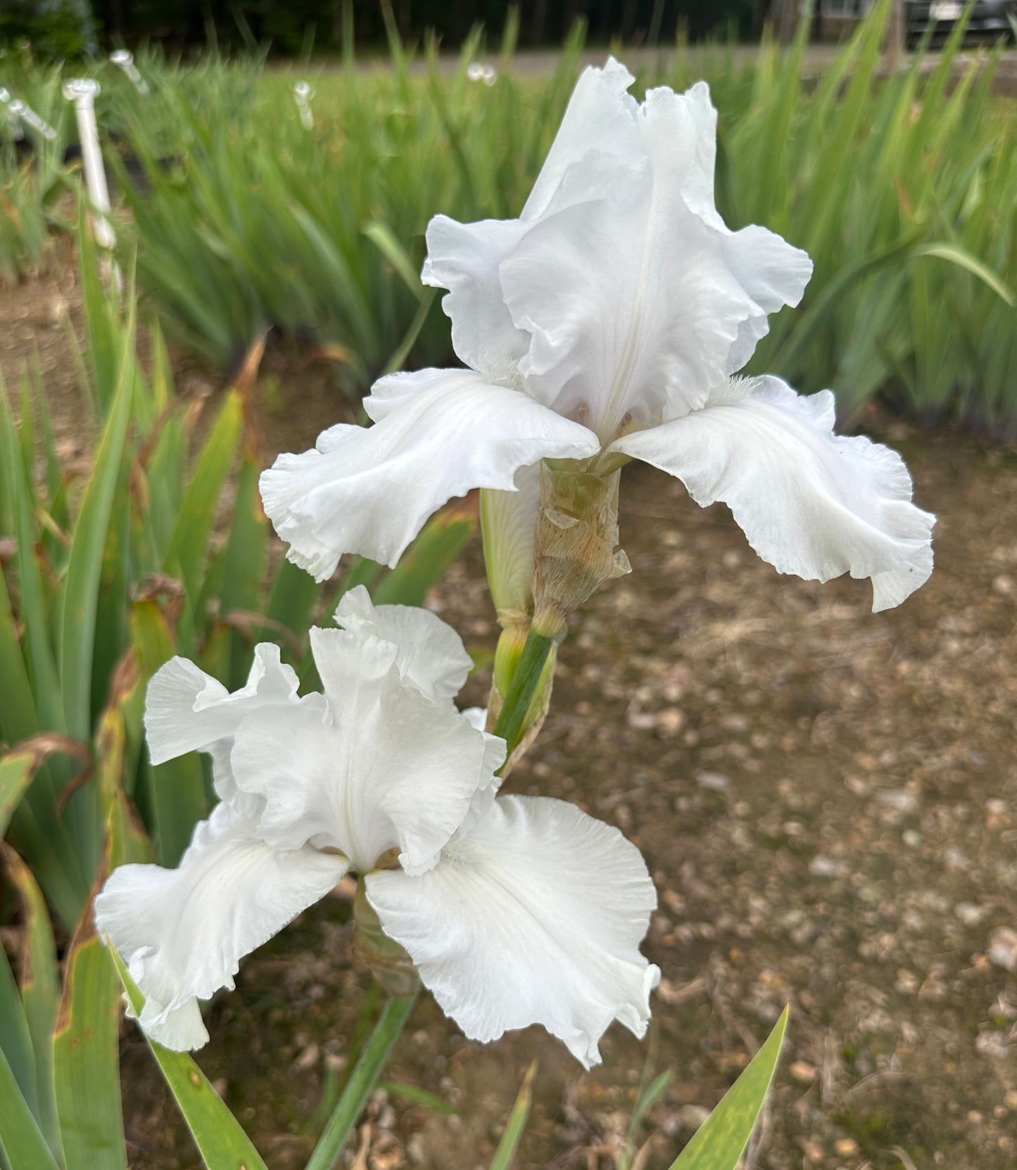 Blanc de Chine