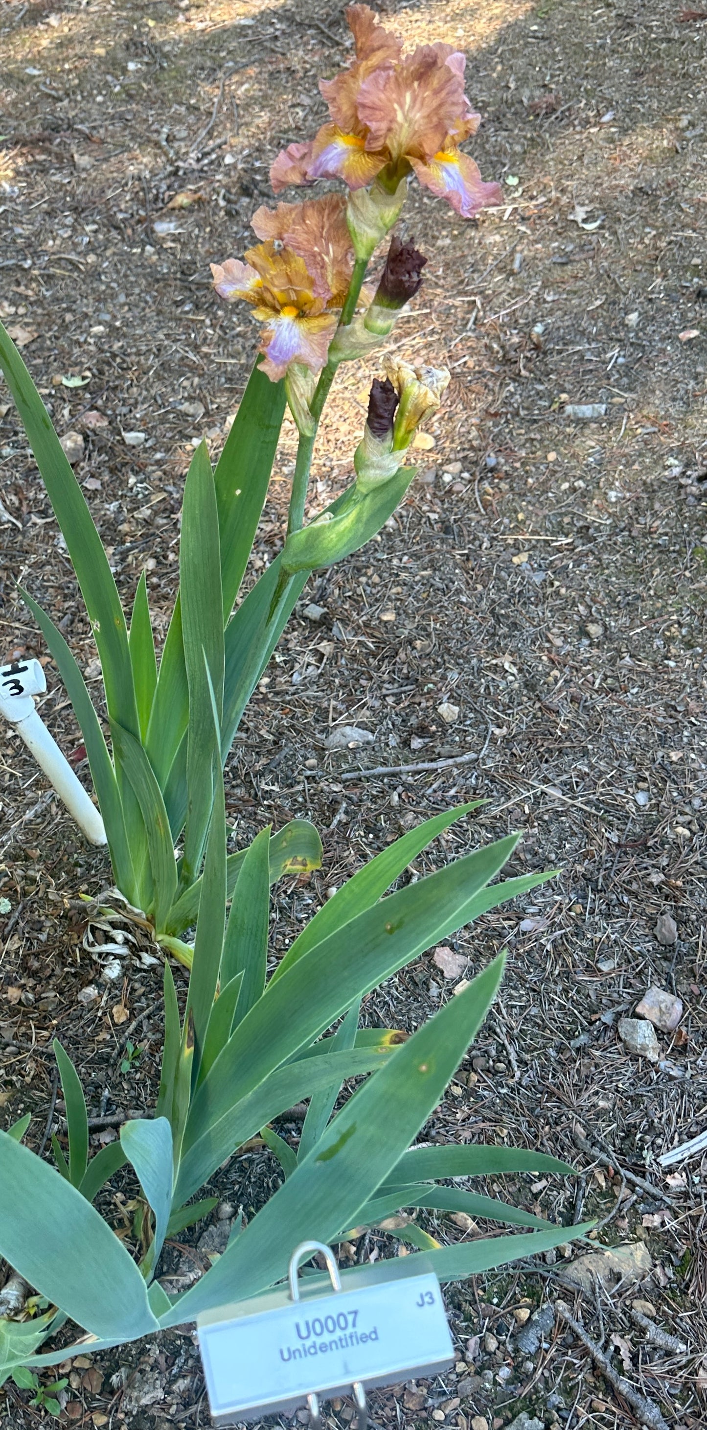 Unidentified Red Tan Blend TB