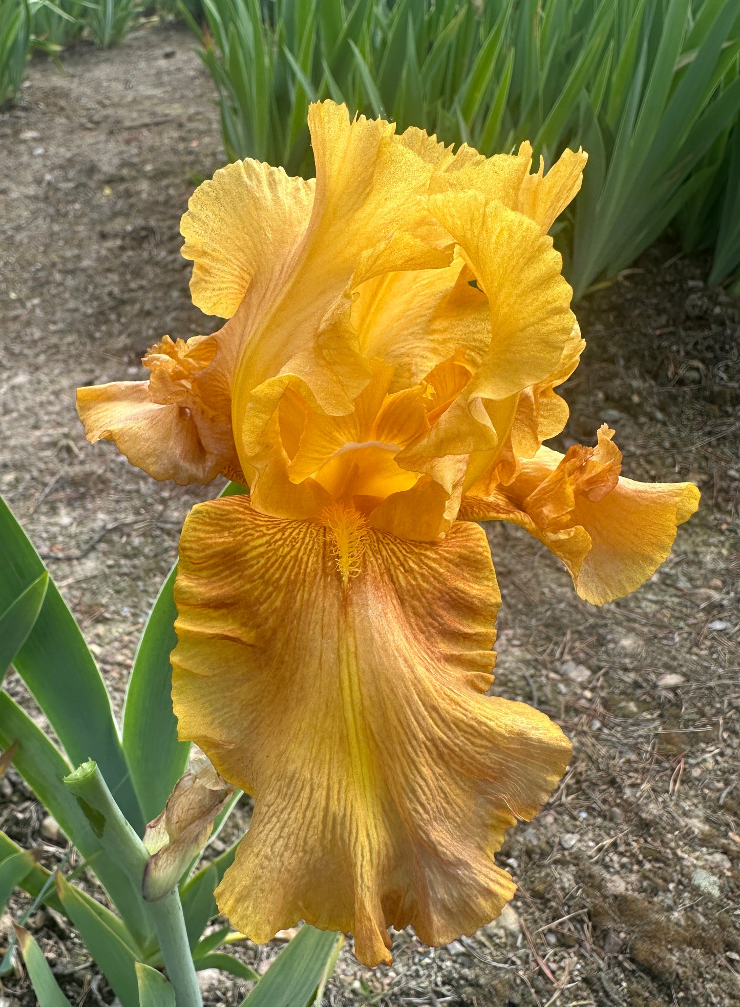Honey Chiffon