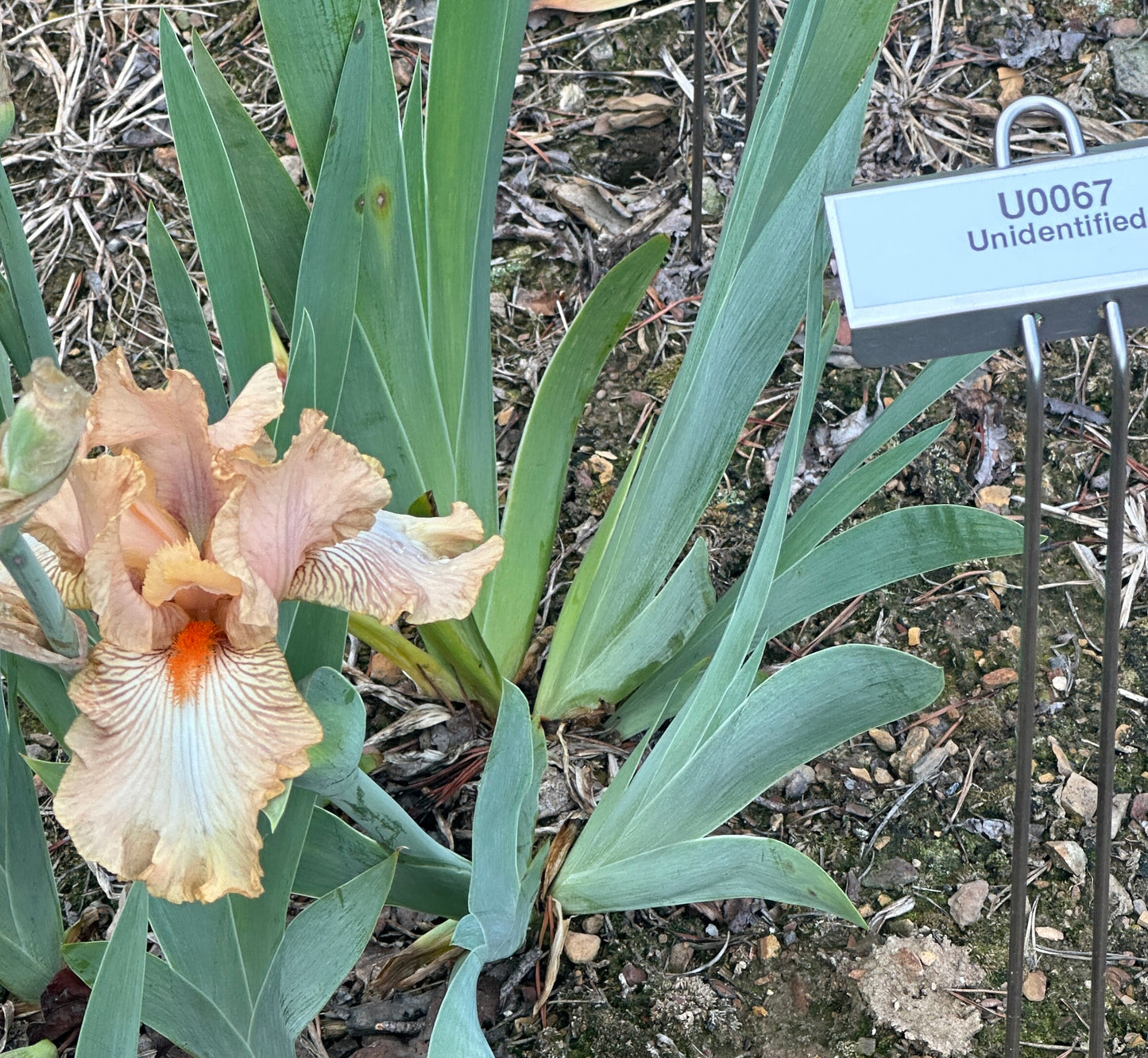 Unidentified Apricot Iris