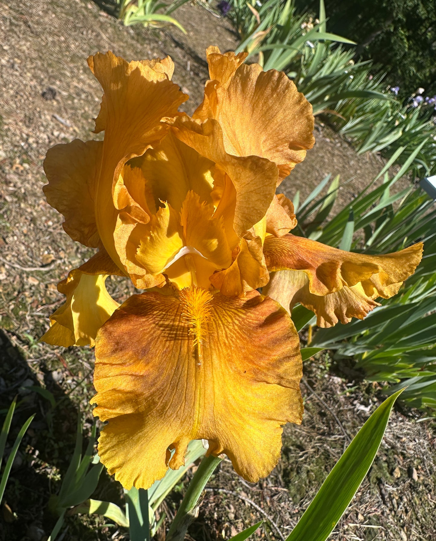 Honey Chiffon