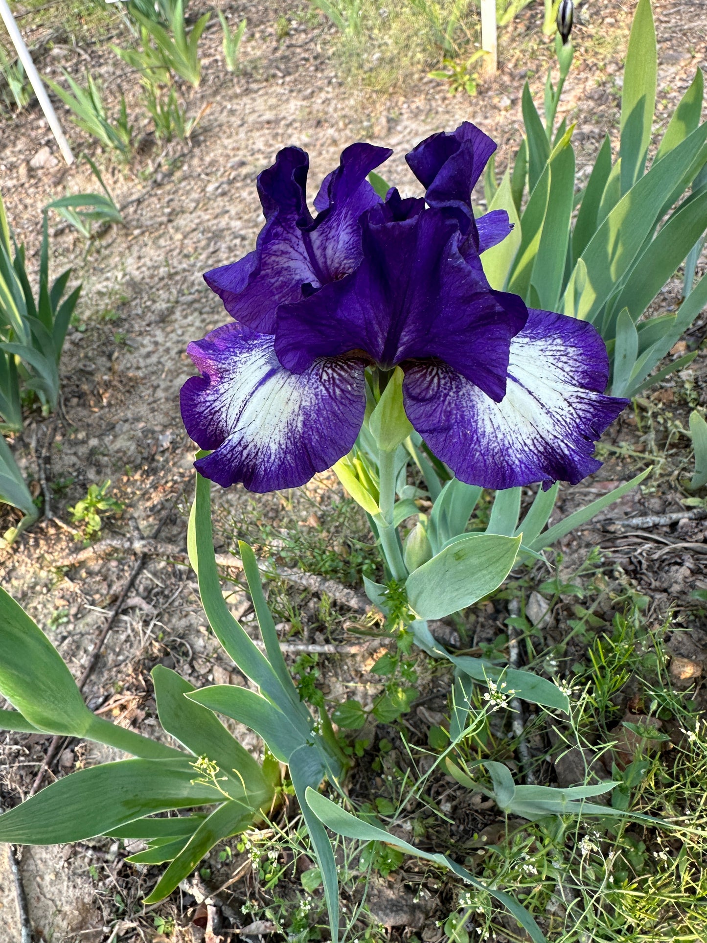The flower Starwoman - Intermediate Bearded Iris (IB)
