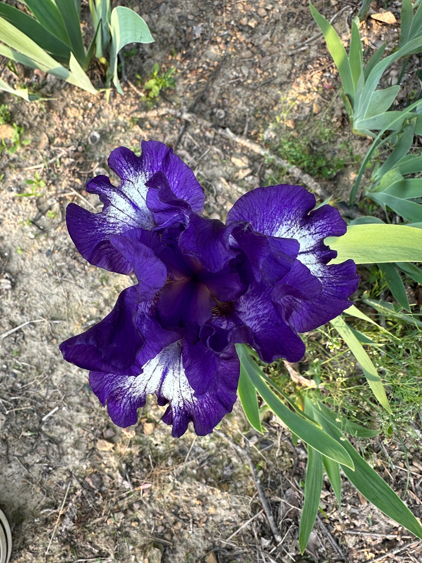 The flower Starwoman - Intermediate Bearded Iris (IB)