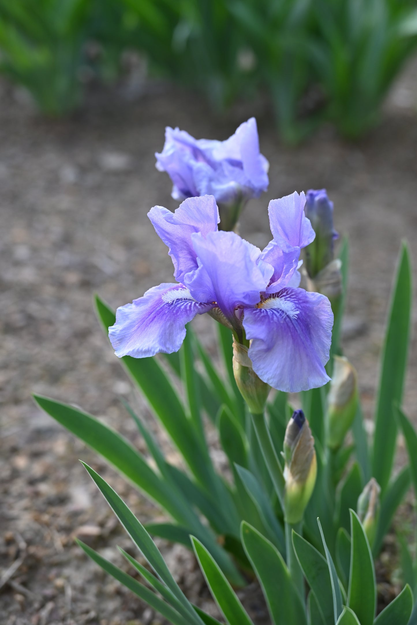 The flower Bedtime Story - Intermediate Bearded Iris (IB)
