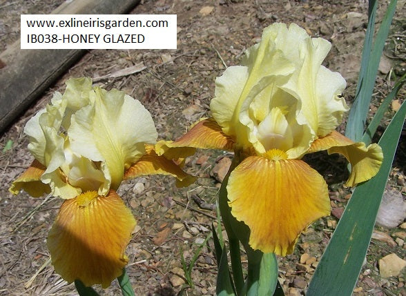 The flower Honey Glazed - Intermediate Bearded Iris (IB)