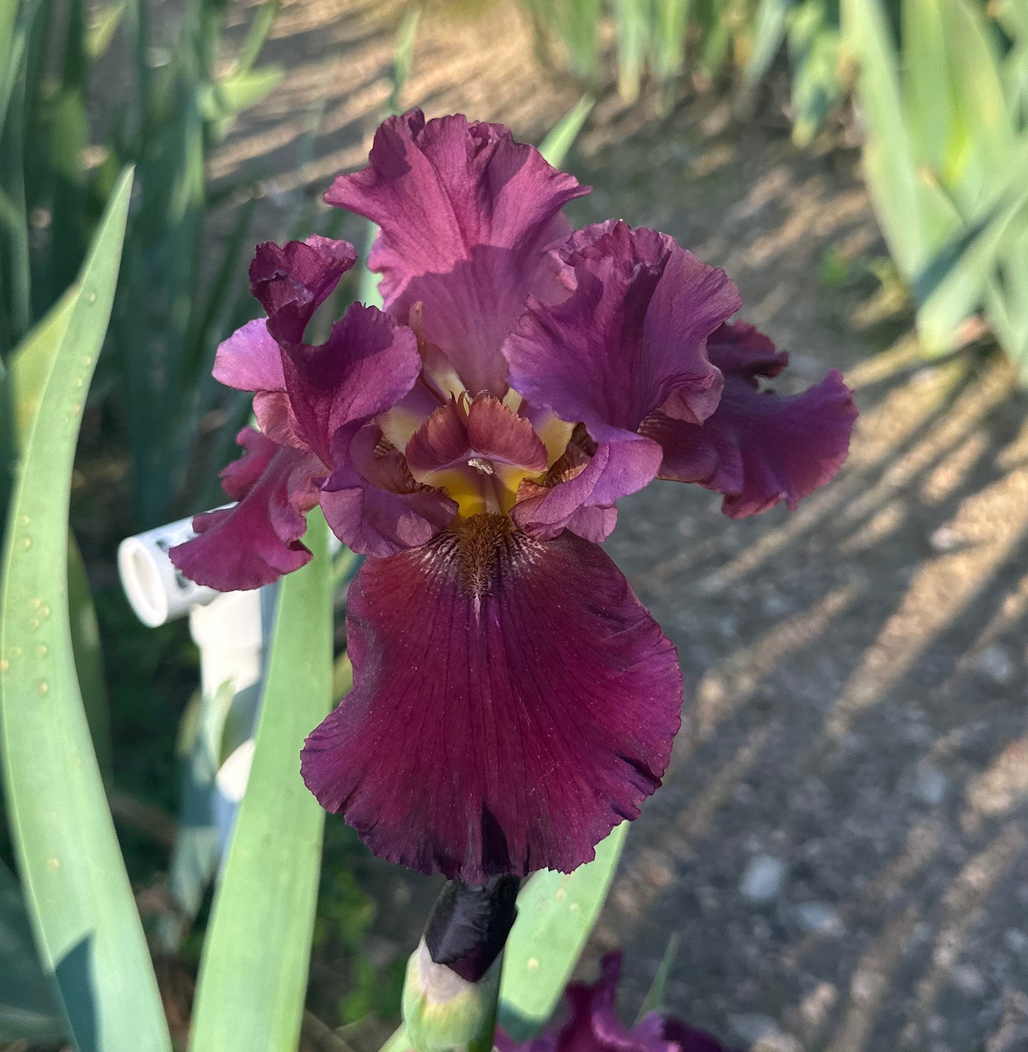 Unidentified Red TB #5