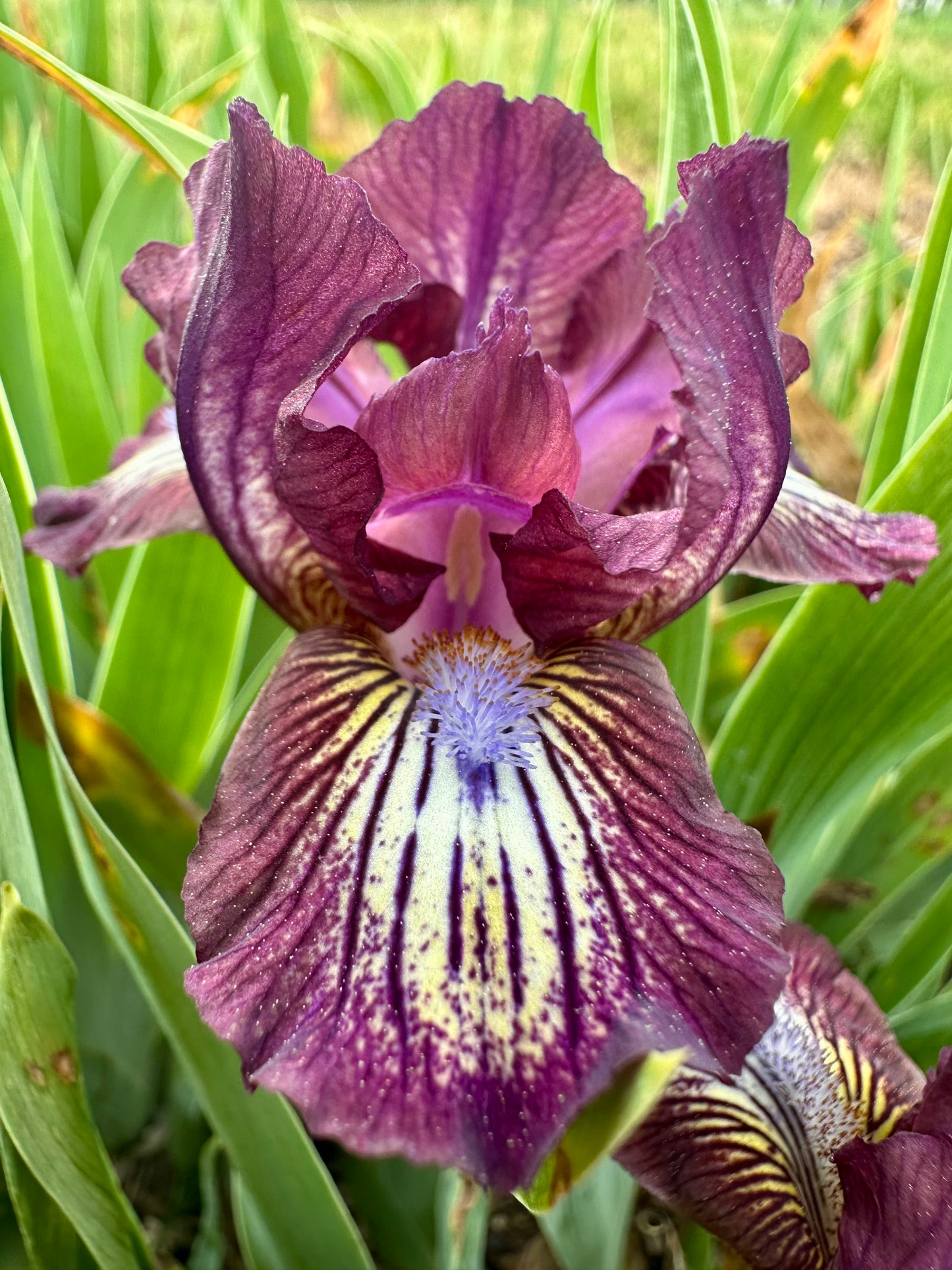 Bordeaux Pearl - Standard Dwarf Bearded (SDB) Iris