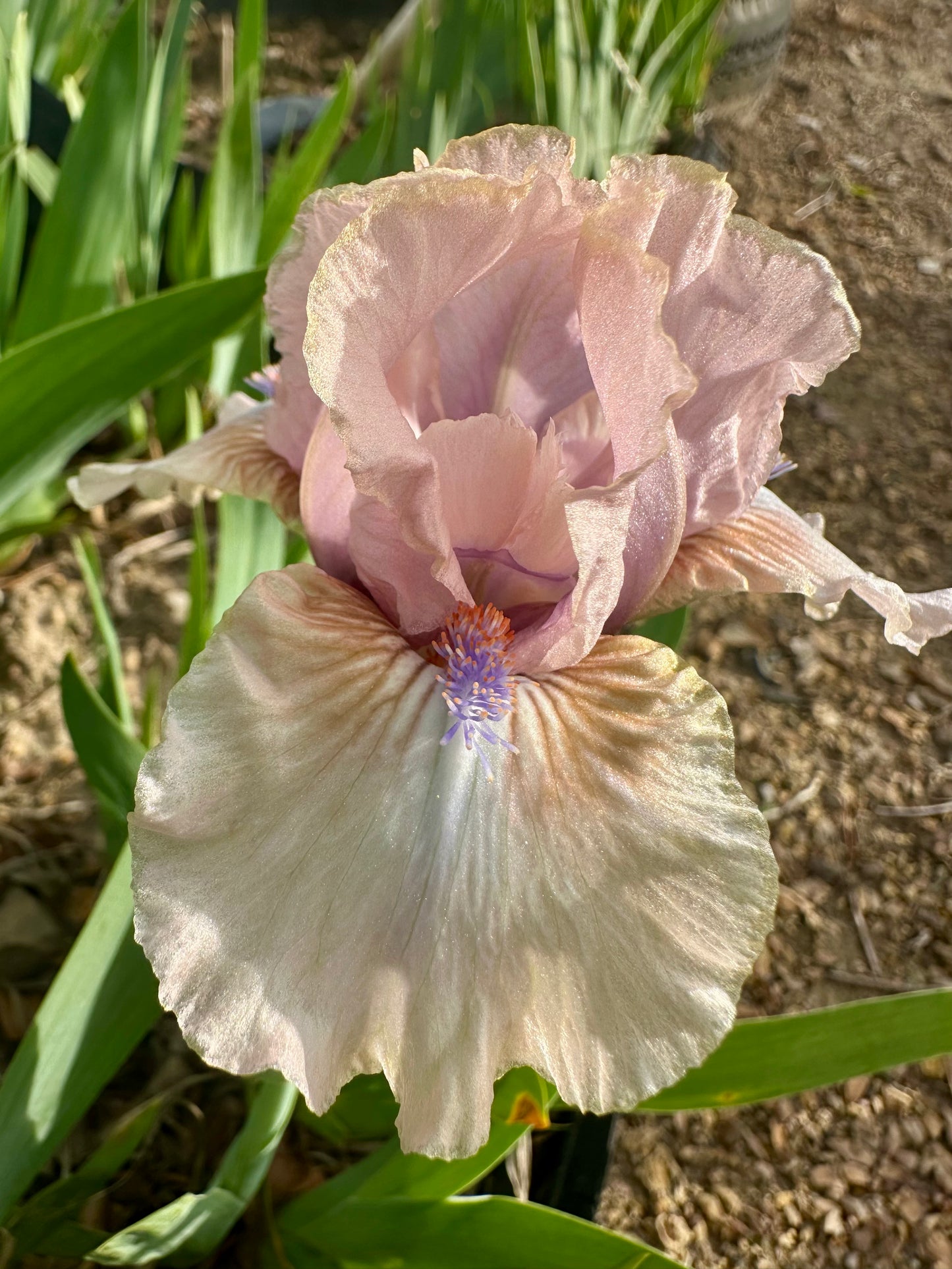 Baby Soft - Standard Dwarf Bearded (SDB) Iris