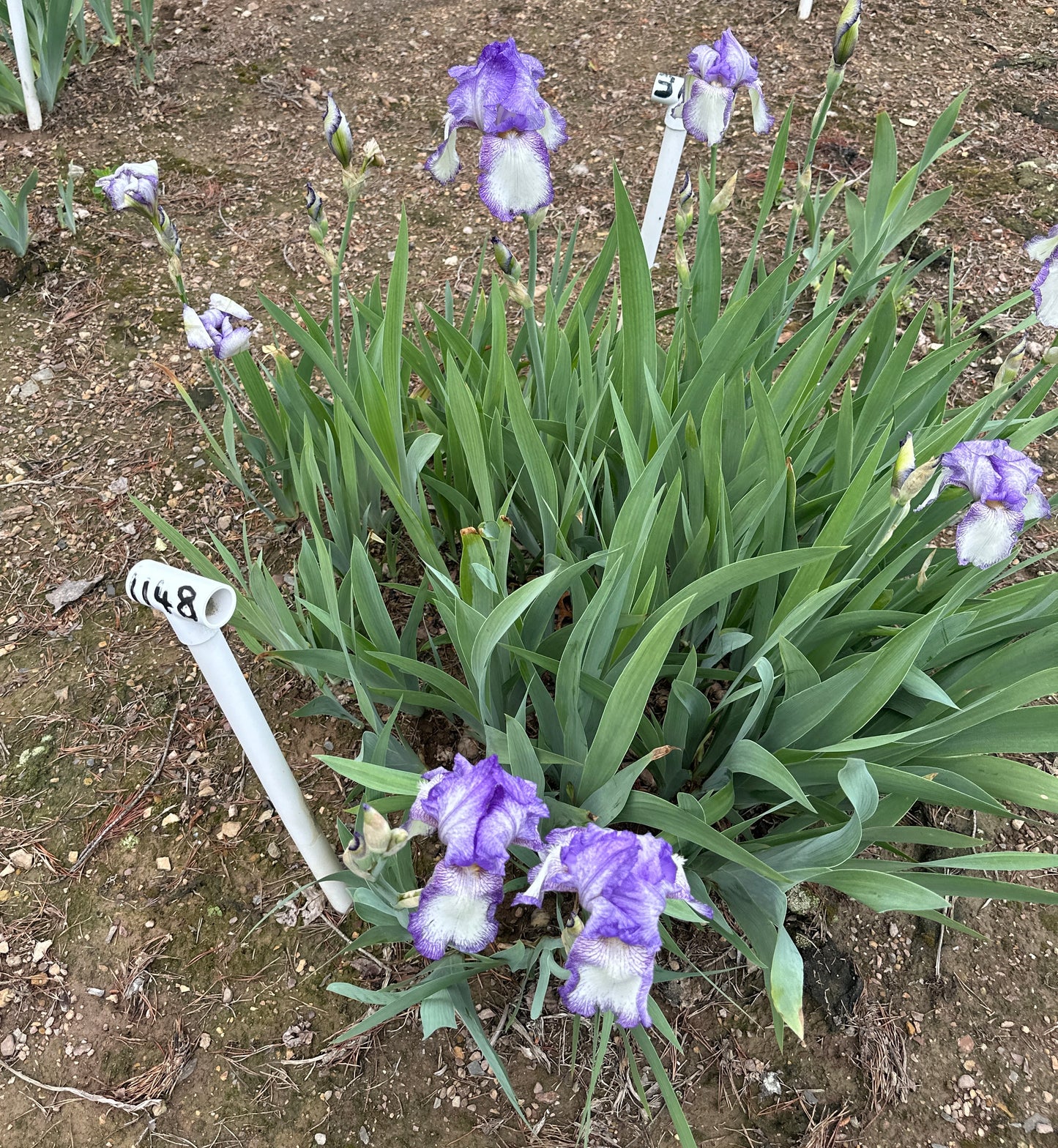 Touch Of Spring