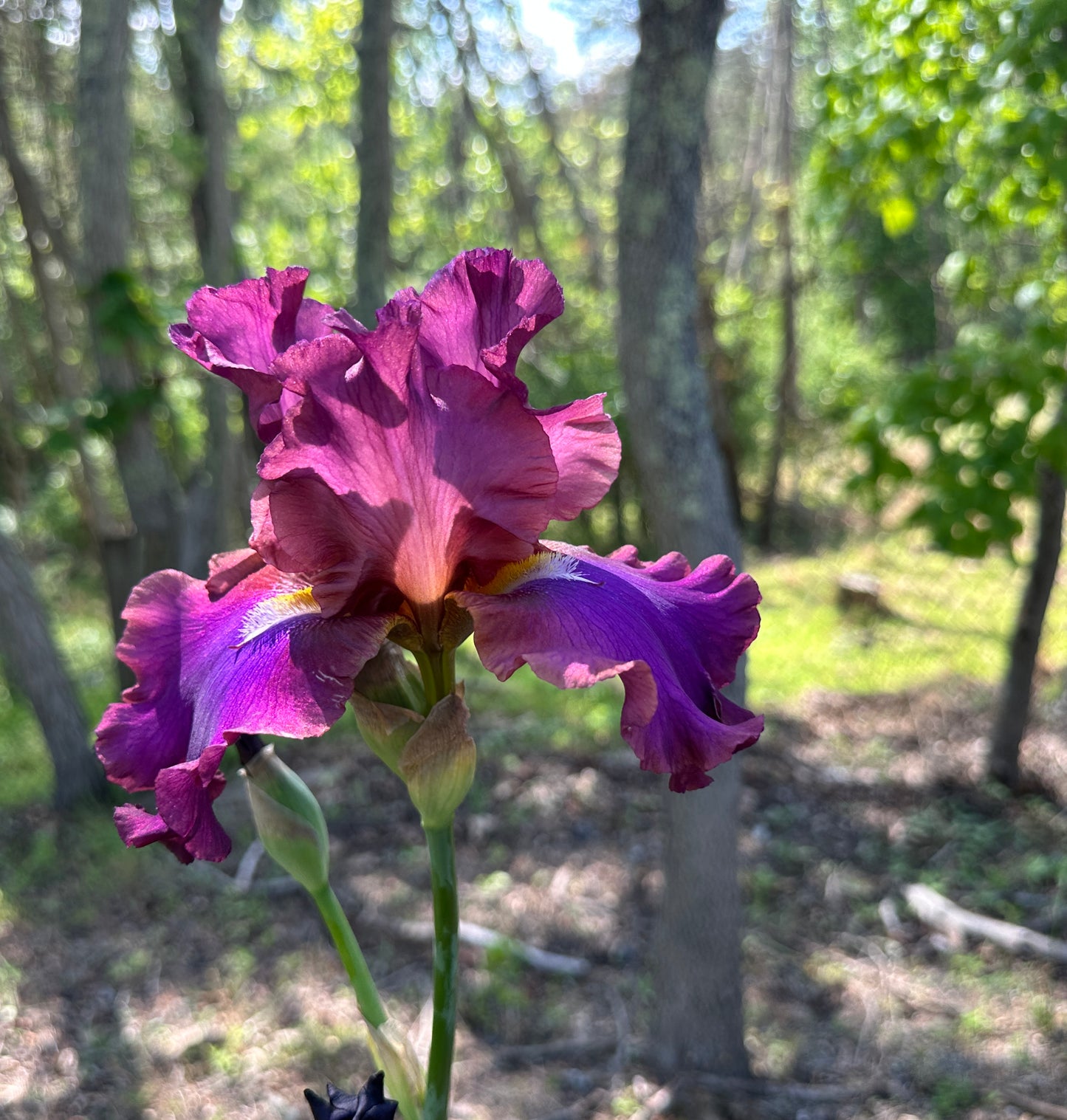 Unidentified Purple TB #3