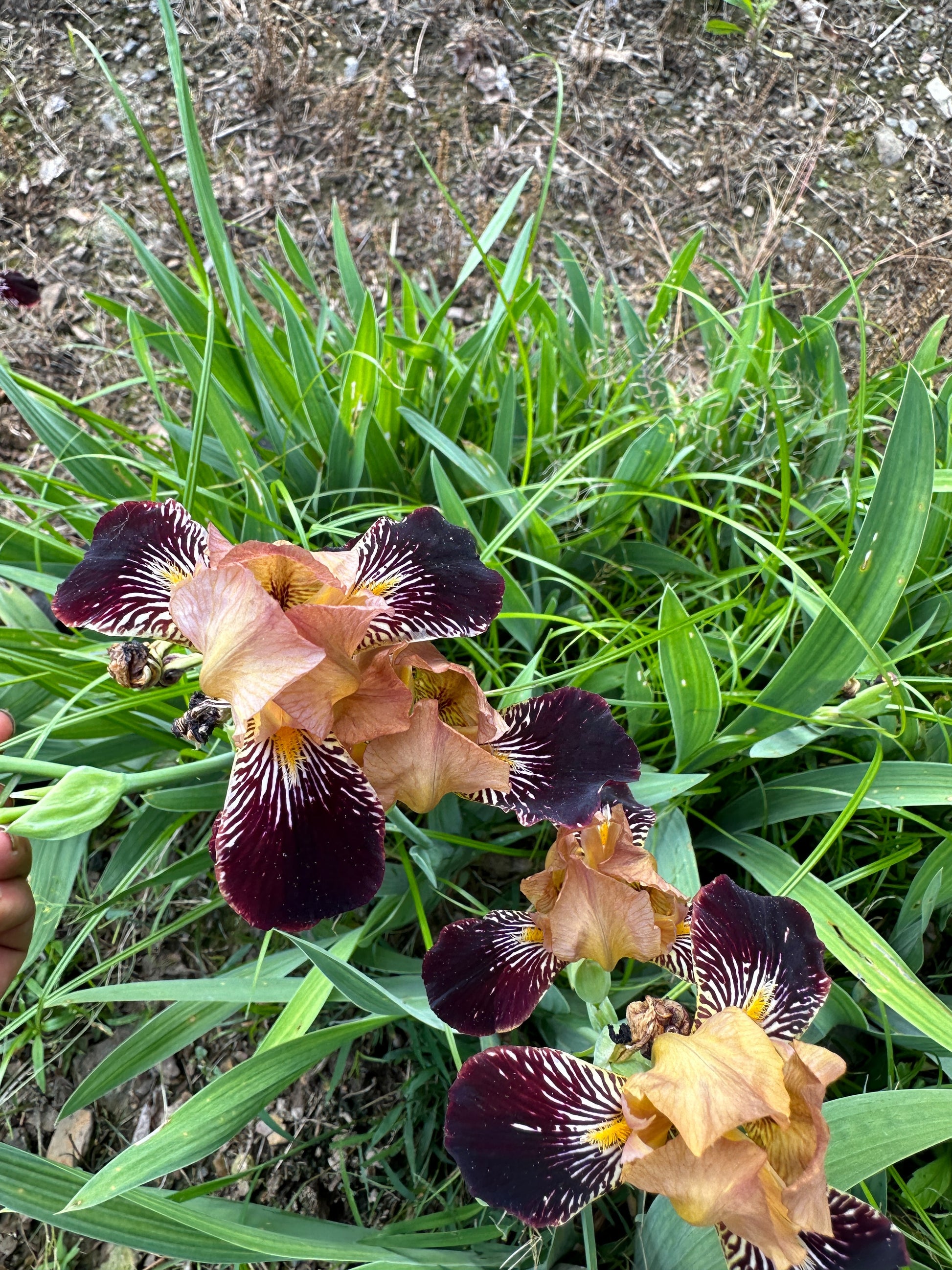 The flower Bold Imp - Miniature Tall Bearded Iris (MTB)