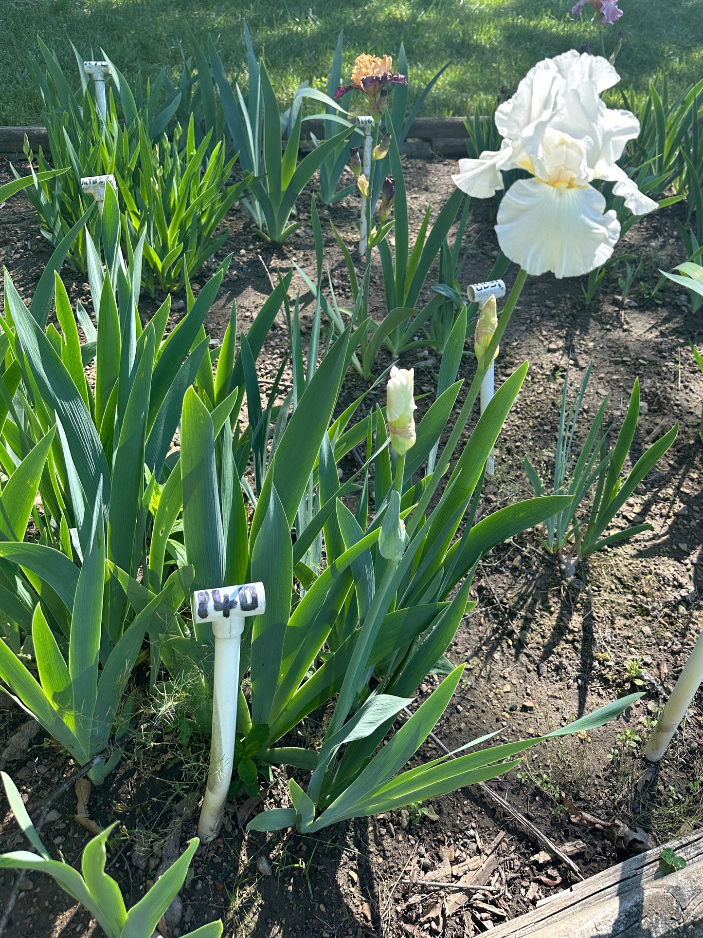 The flower Cotton Carnival - Tall Bearded Iris (TB)