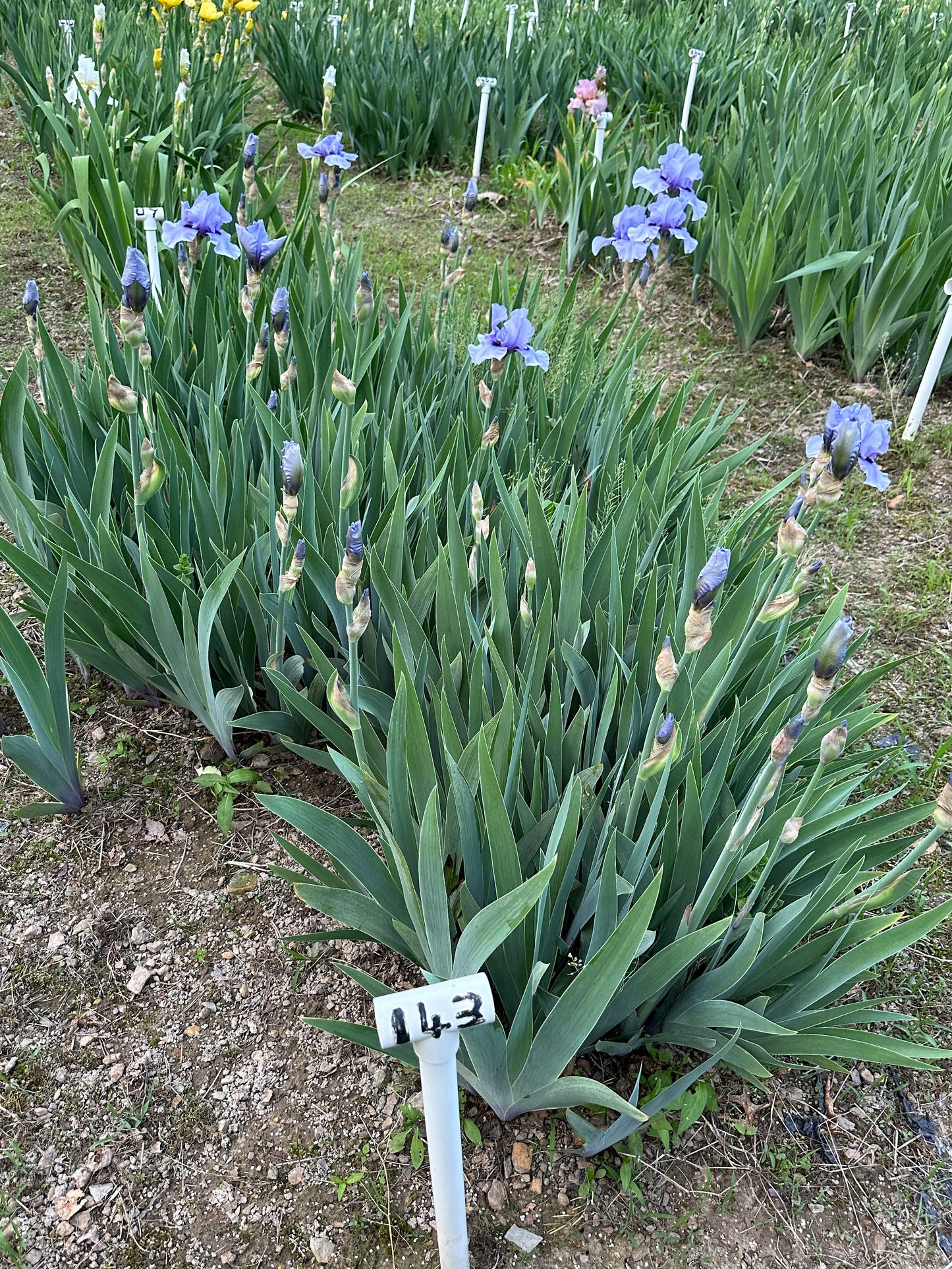 The flower Codicil - Tall Bearded Iris (TB)