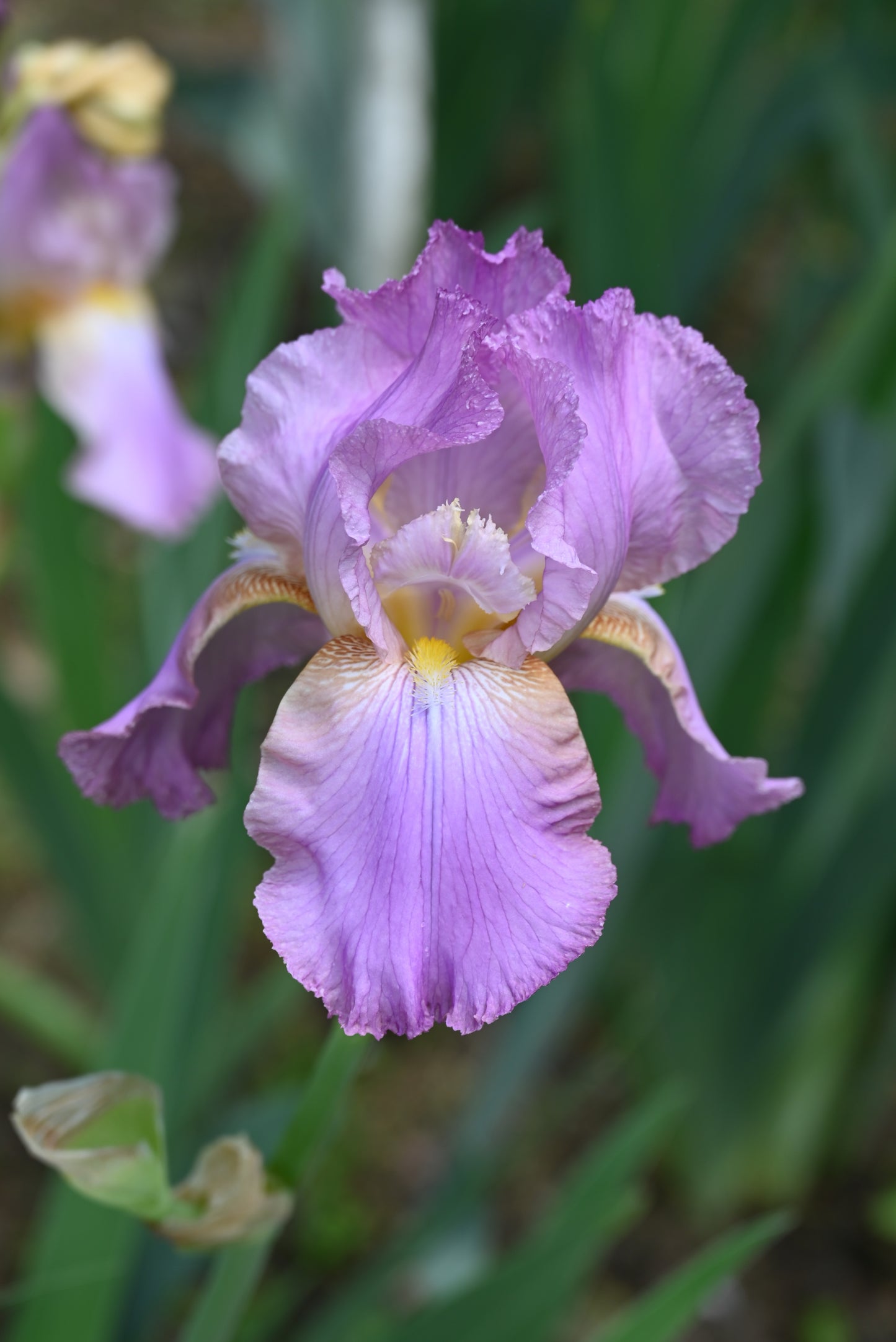 The flower Crinkled Beauty - Tall Bearded Iris (TB)