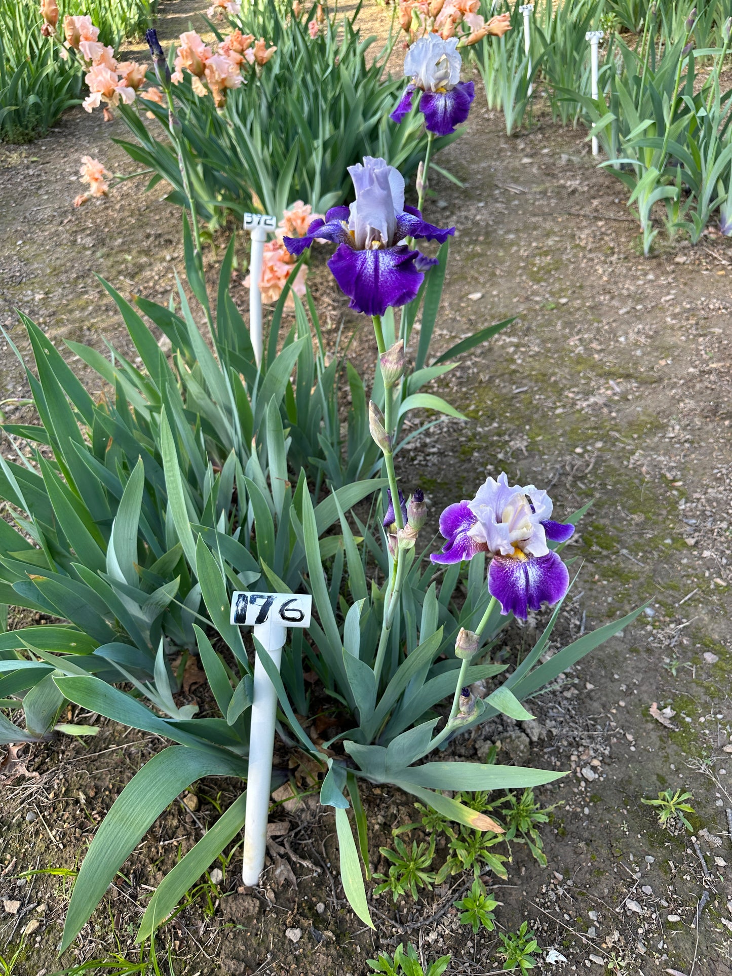The flower Confederate Royalty - Tall Bearded Iris (TB)