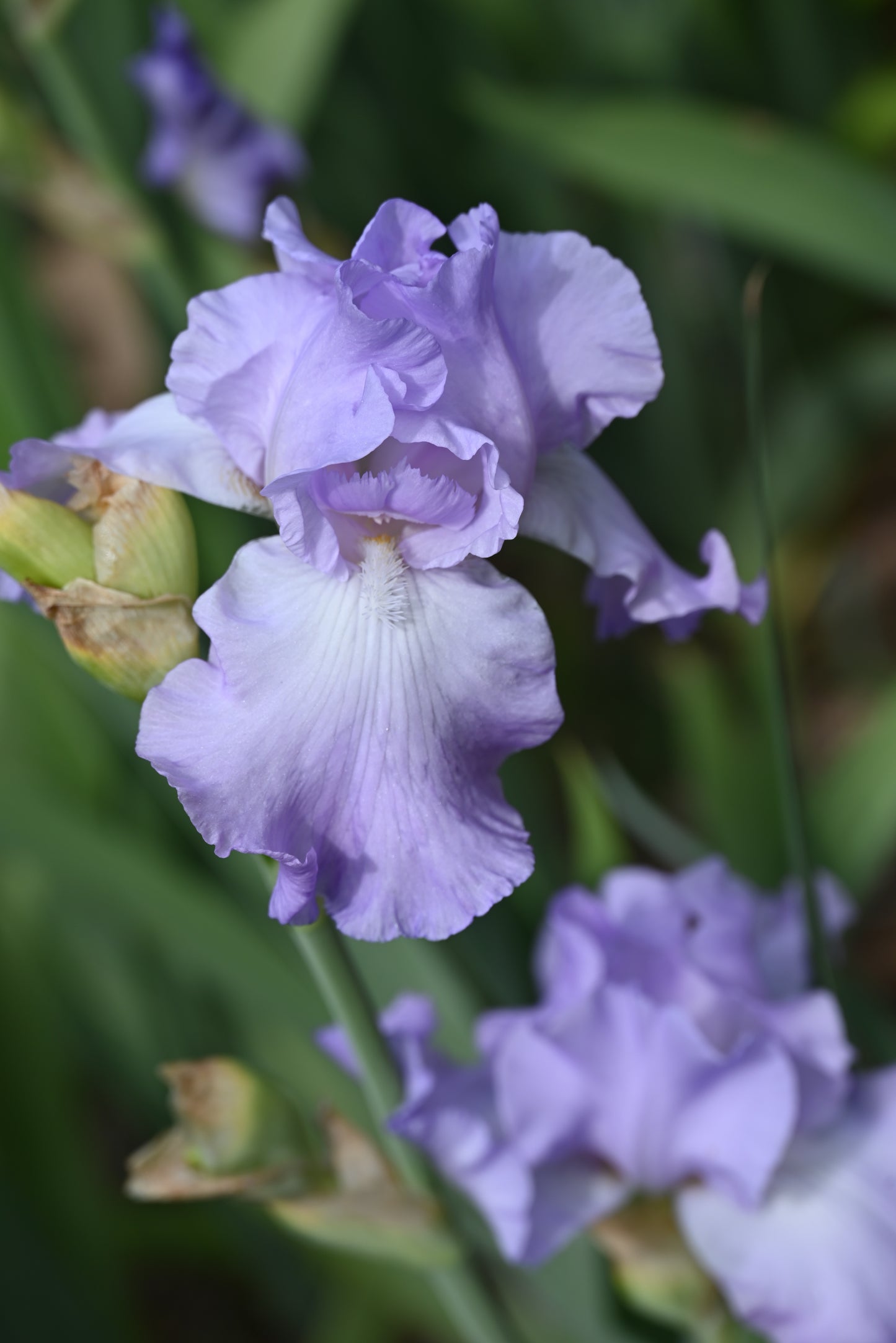 The flower Mary Frances - Tall Bearded Iris (TB)