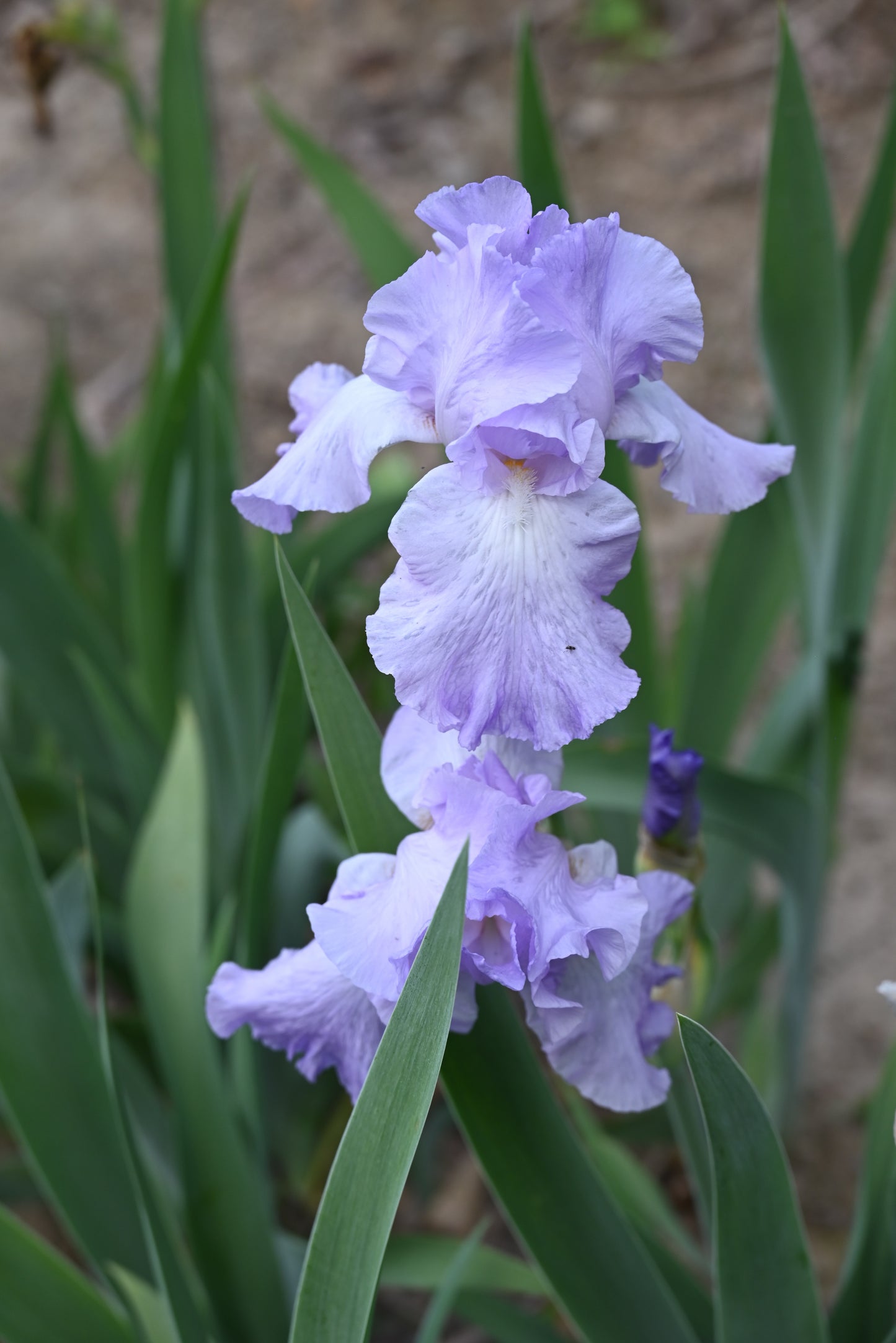 The flower Mary Frances - Tall Bearded Iris (TB)