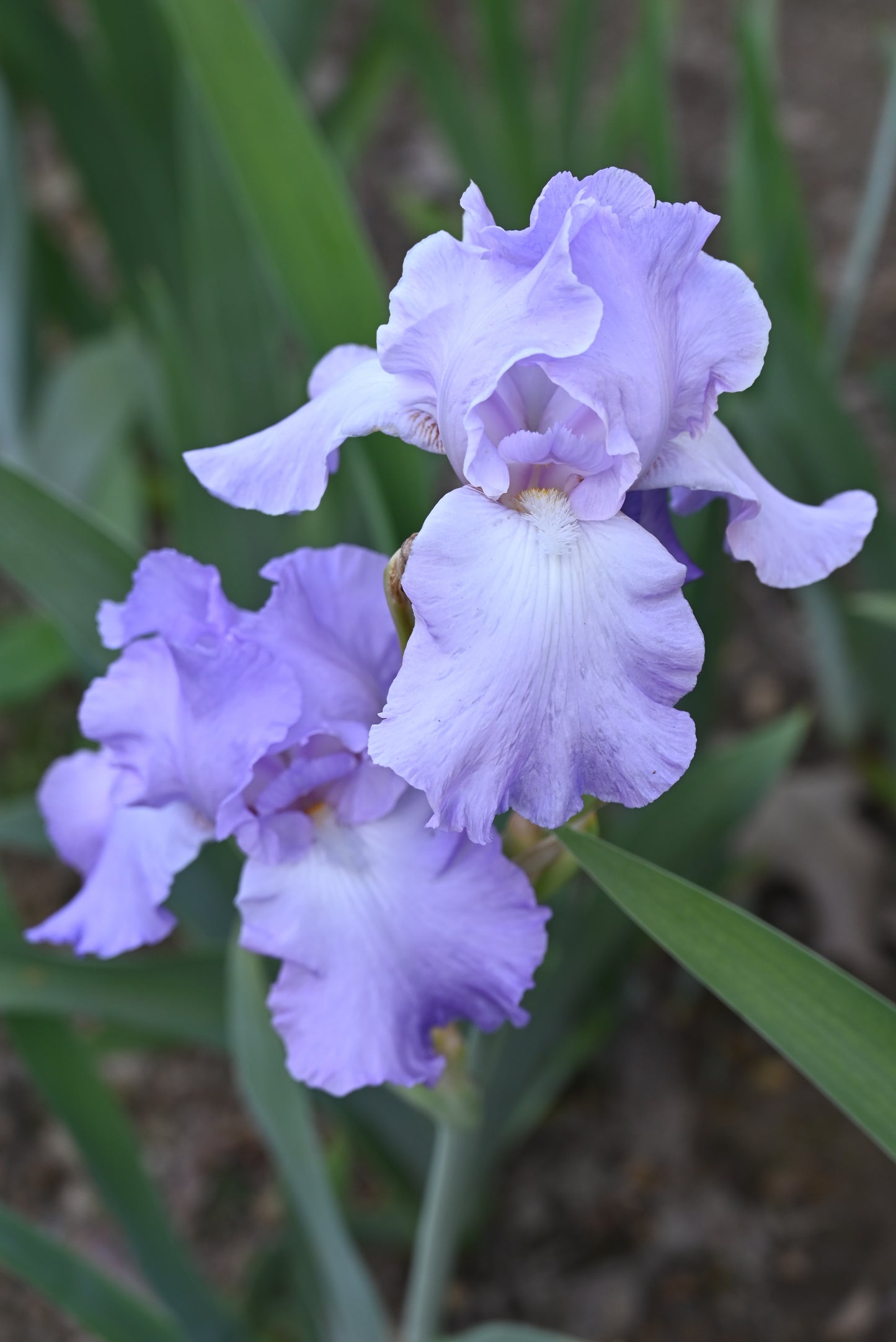 The flower Mary Frances - Tall Bearded Iris (TB)