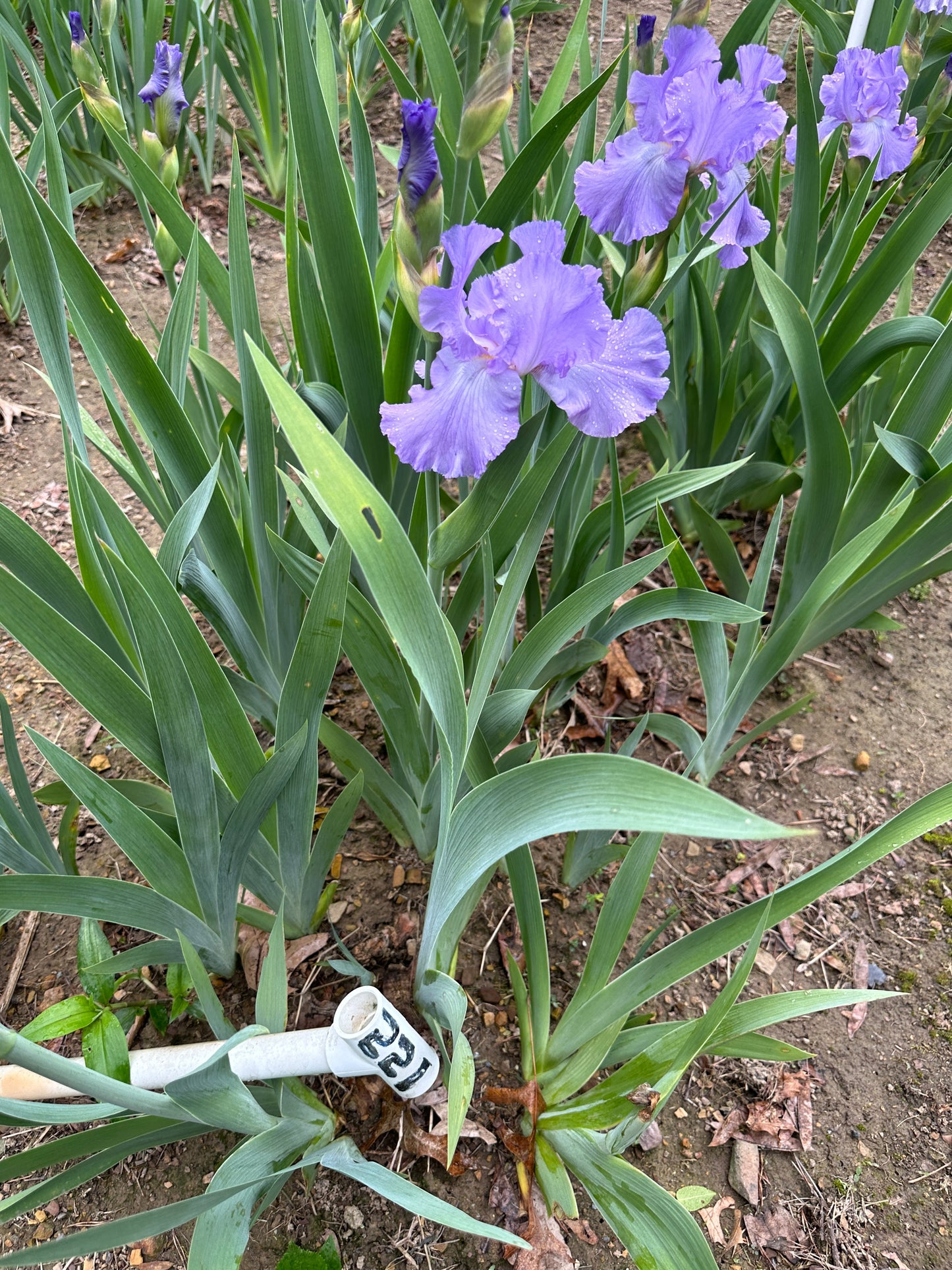 The flower Mary Frances - Tall Bearded Iris (TB)