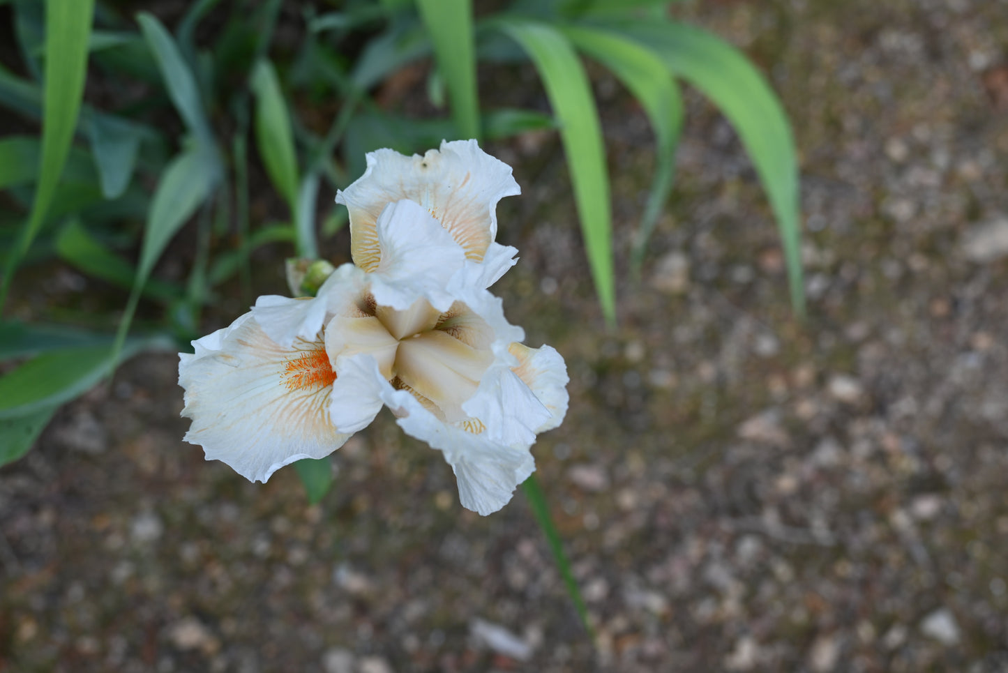 The flower Coral Beads - Tall Bearded Iris (TB)