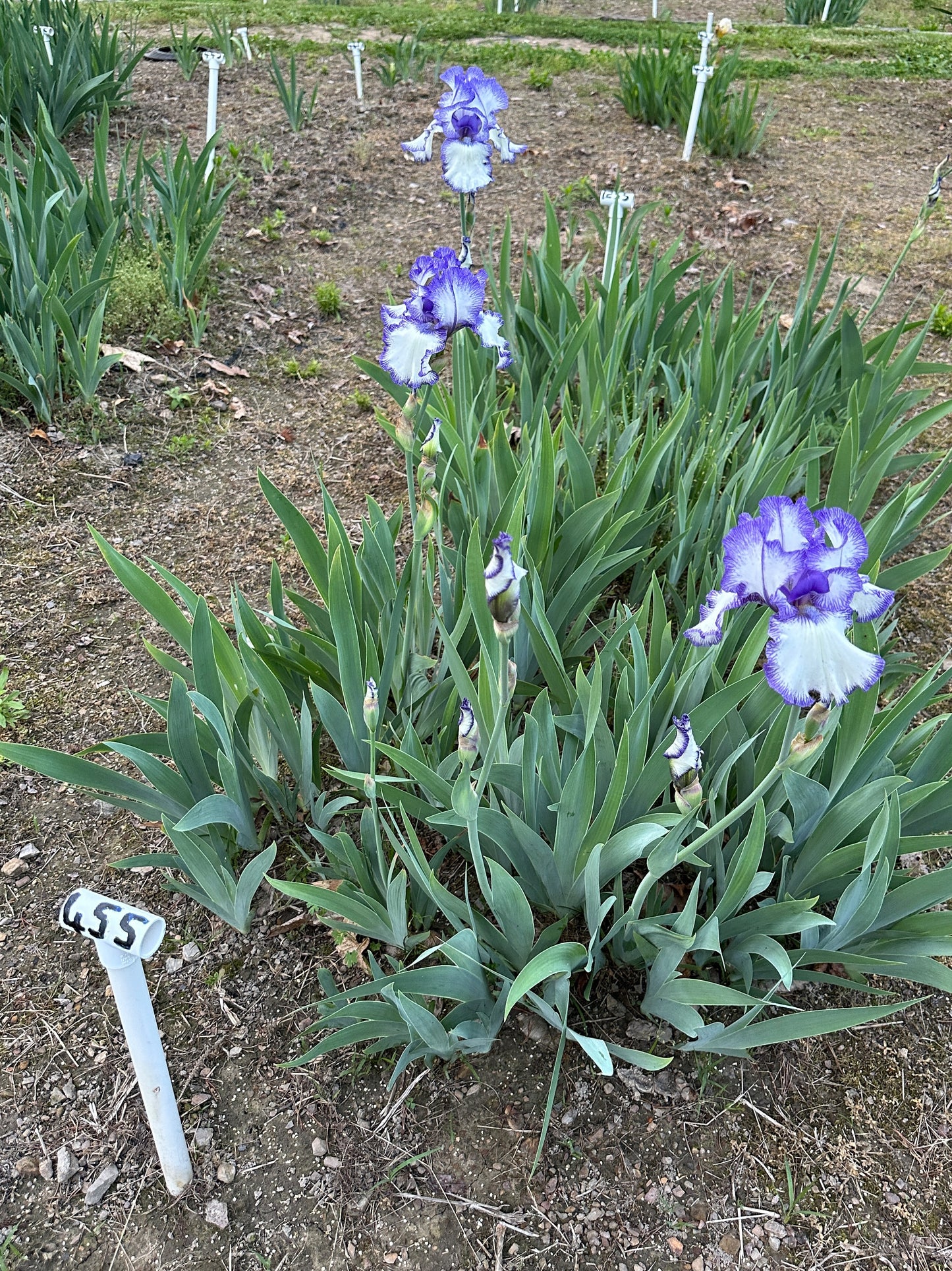 The flower Blue Staccato - Tall Bearded Iris (TB)