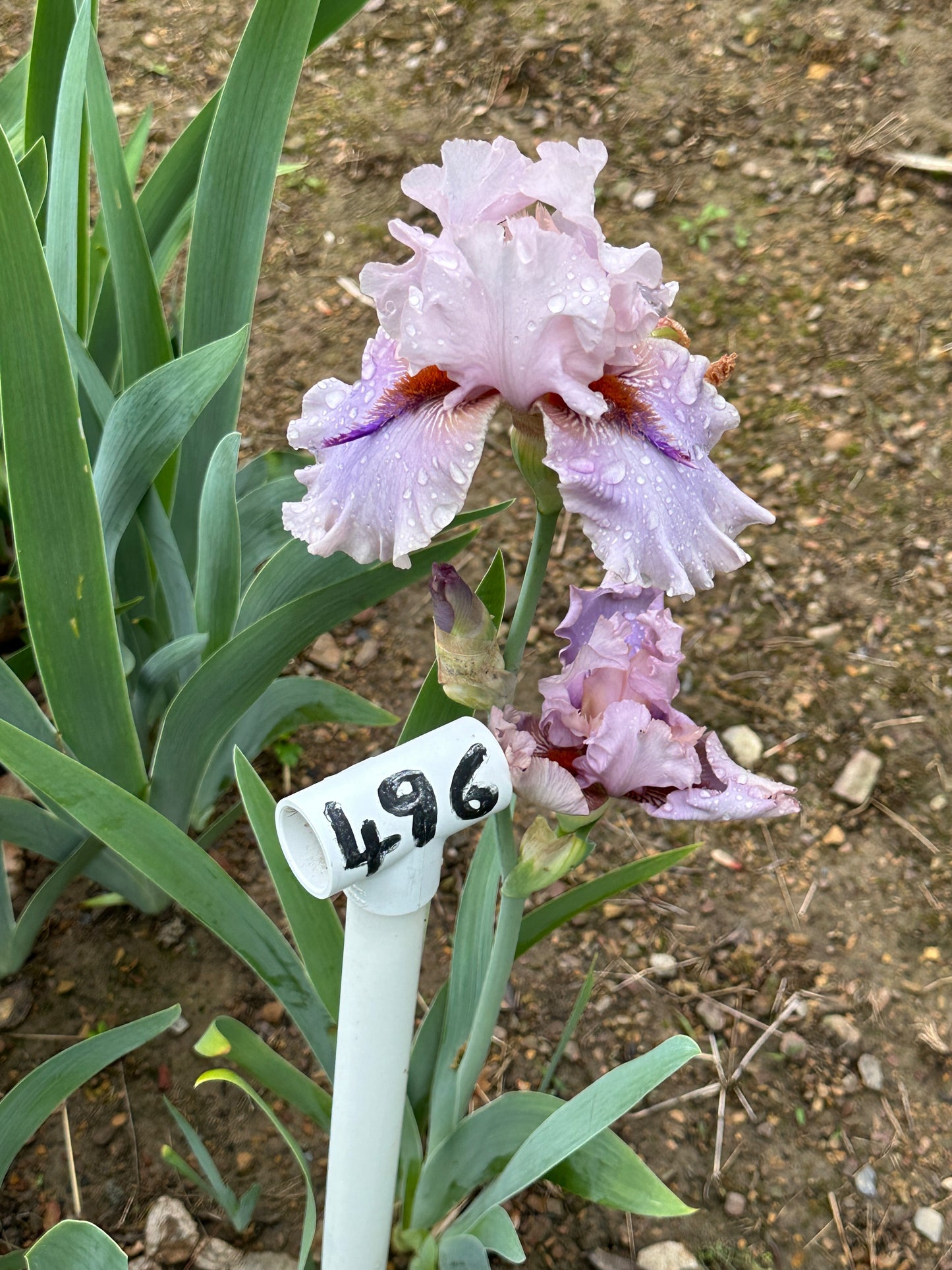 The flower Awesome Alex - Tall Bearded Iris (TB)