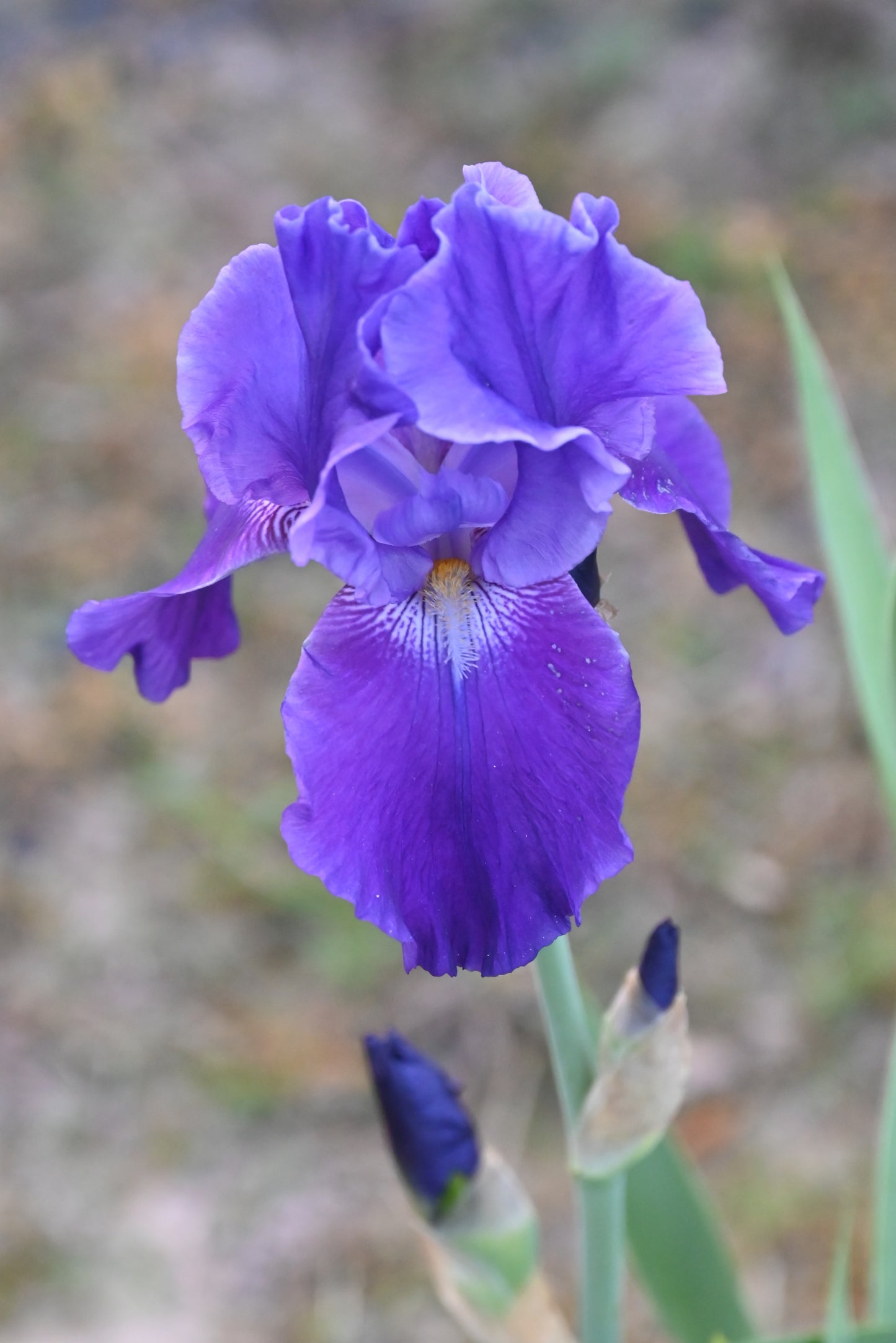 The flower Autumn Bugler - Tall Bearded Iris (TB)