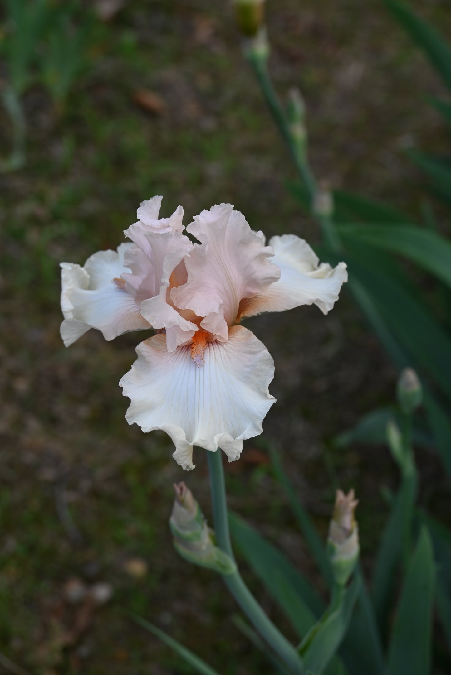 The flower Godsend - Tall Bearded Iris (TB)