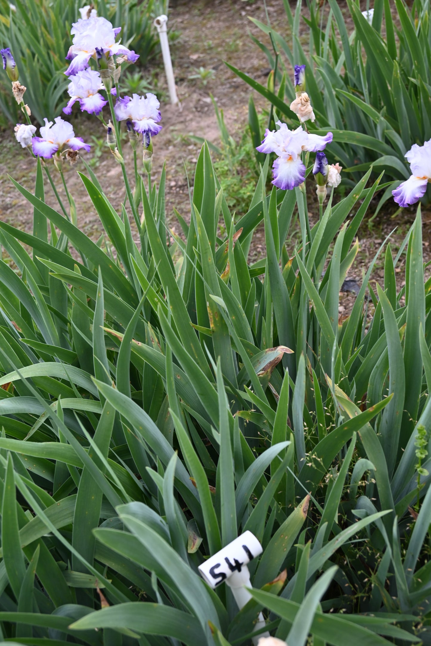 The flower Conjuration - Tall Bearded Iris (TB)