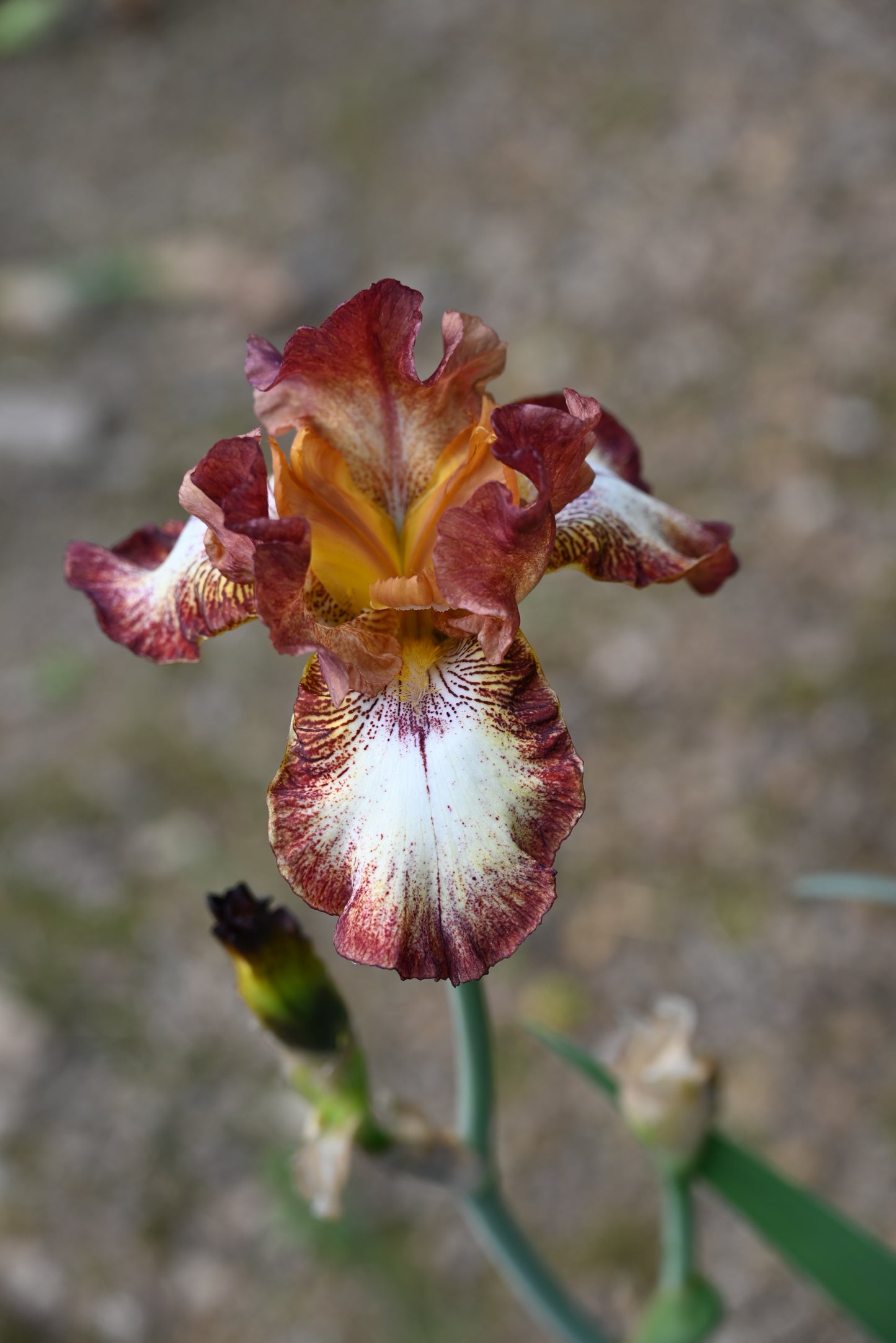The flower Stop the Music - Tall Bearded Iris (TB)