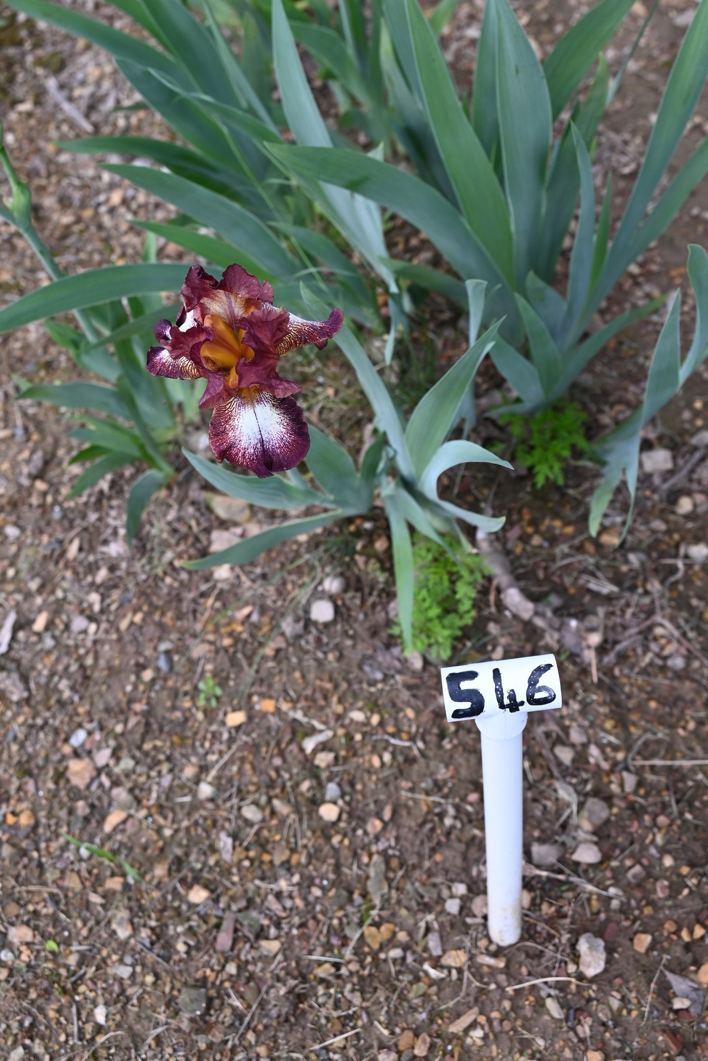 The flower Stop the Music - Tall Bearded Iris (TB)