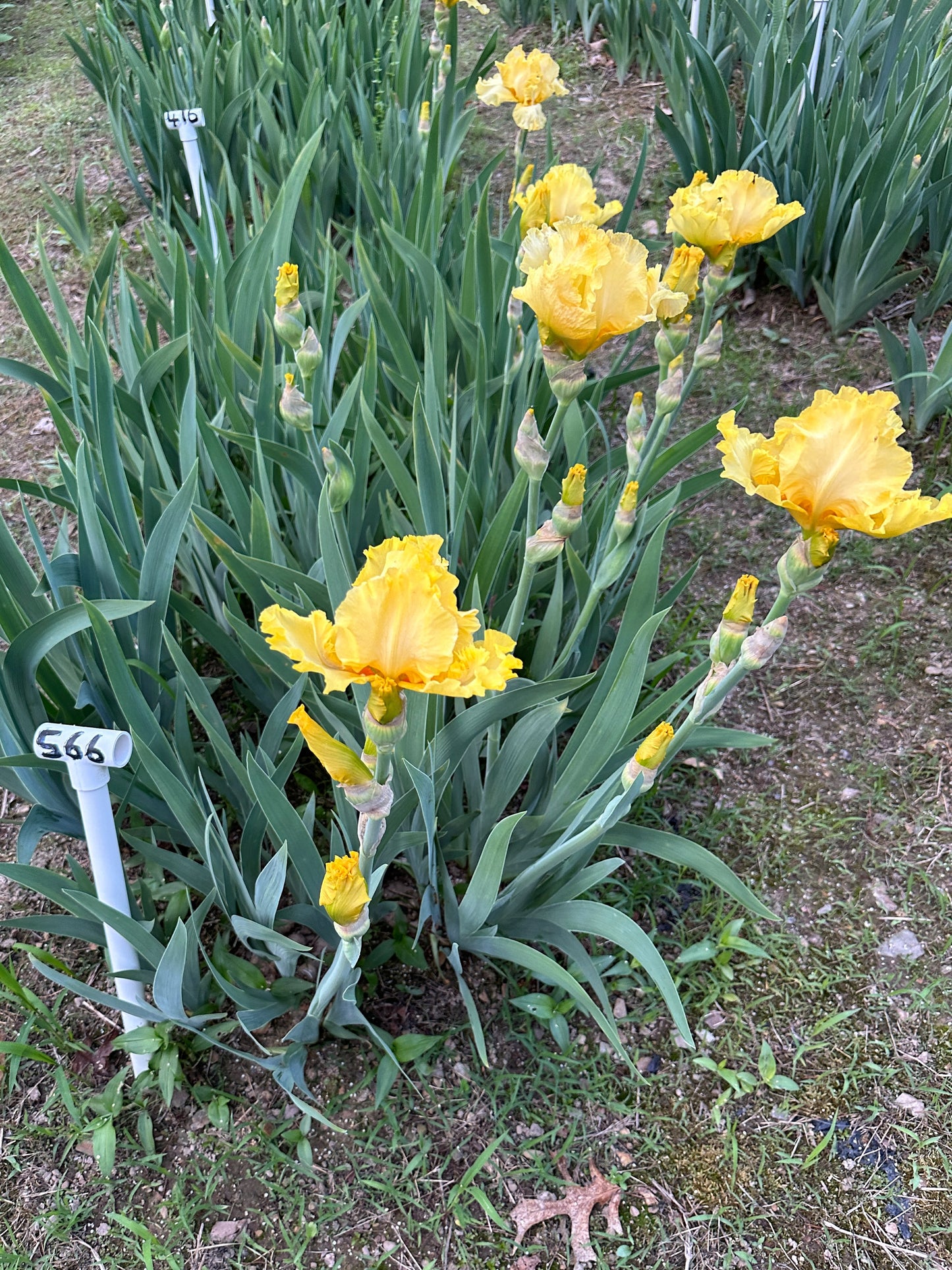 The flower Double Trouble - Tall Bearded Iris (TB)