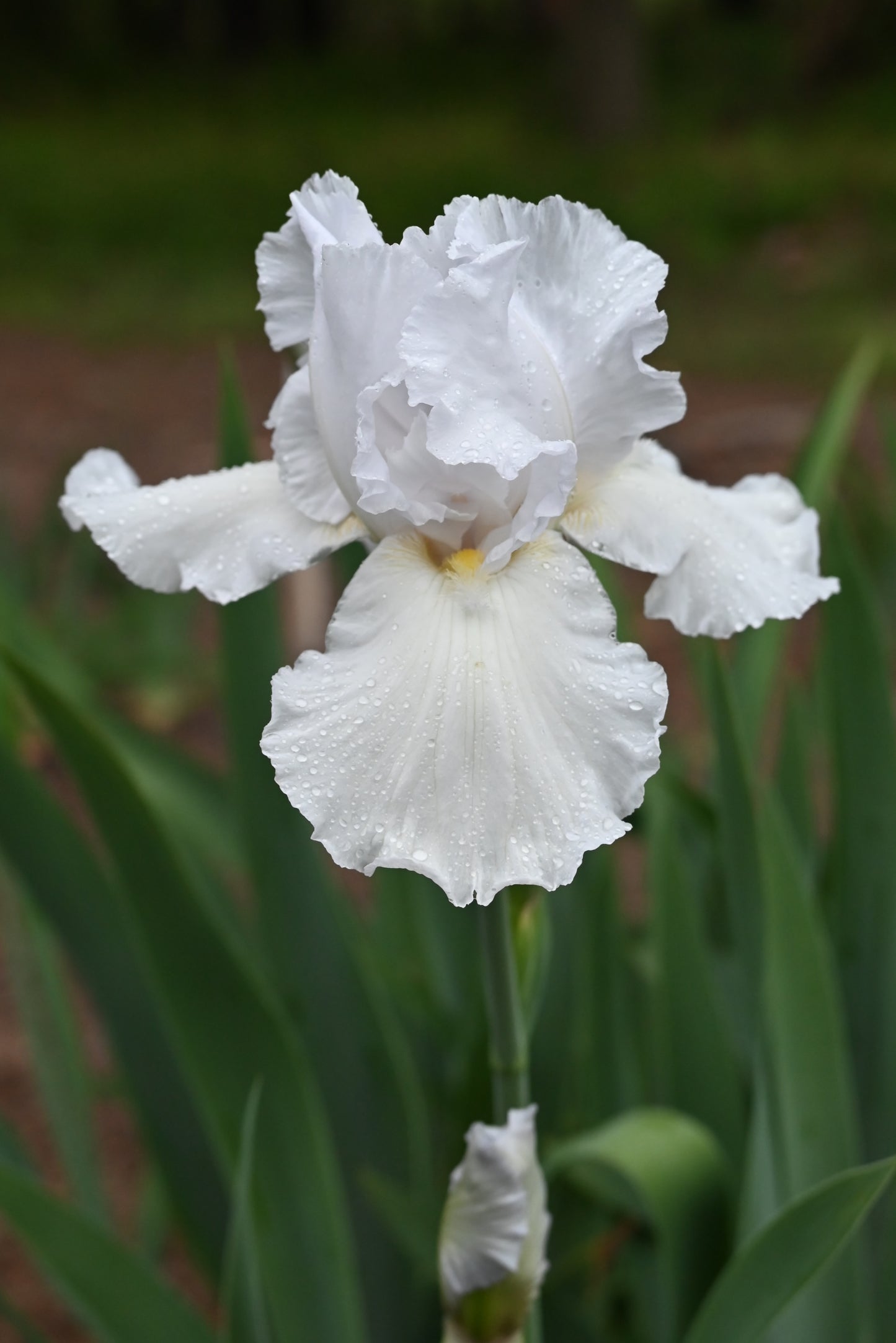 The flower Silver Prize - Tall Bearded Iris (TB)
