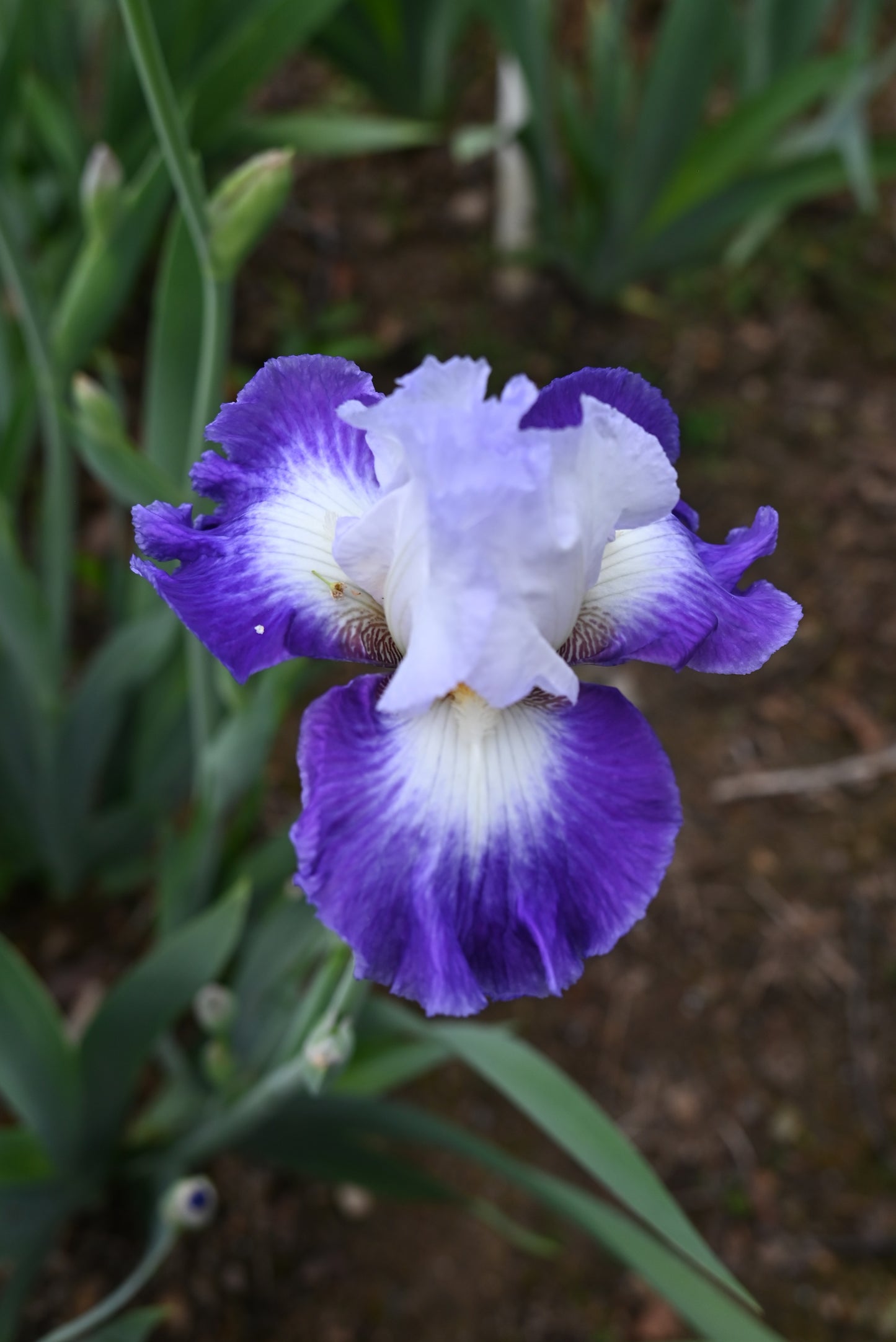 The flower Spot On - Tall Bearded Iris (TB)