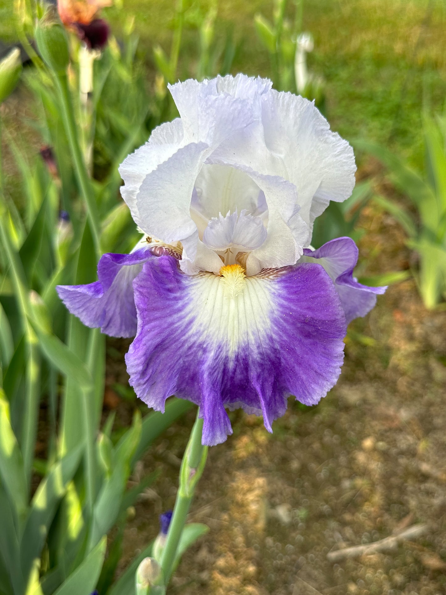 The flower Spot On - Tall Bearded Iris (TB)