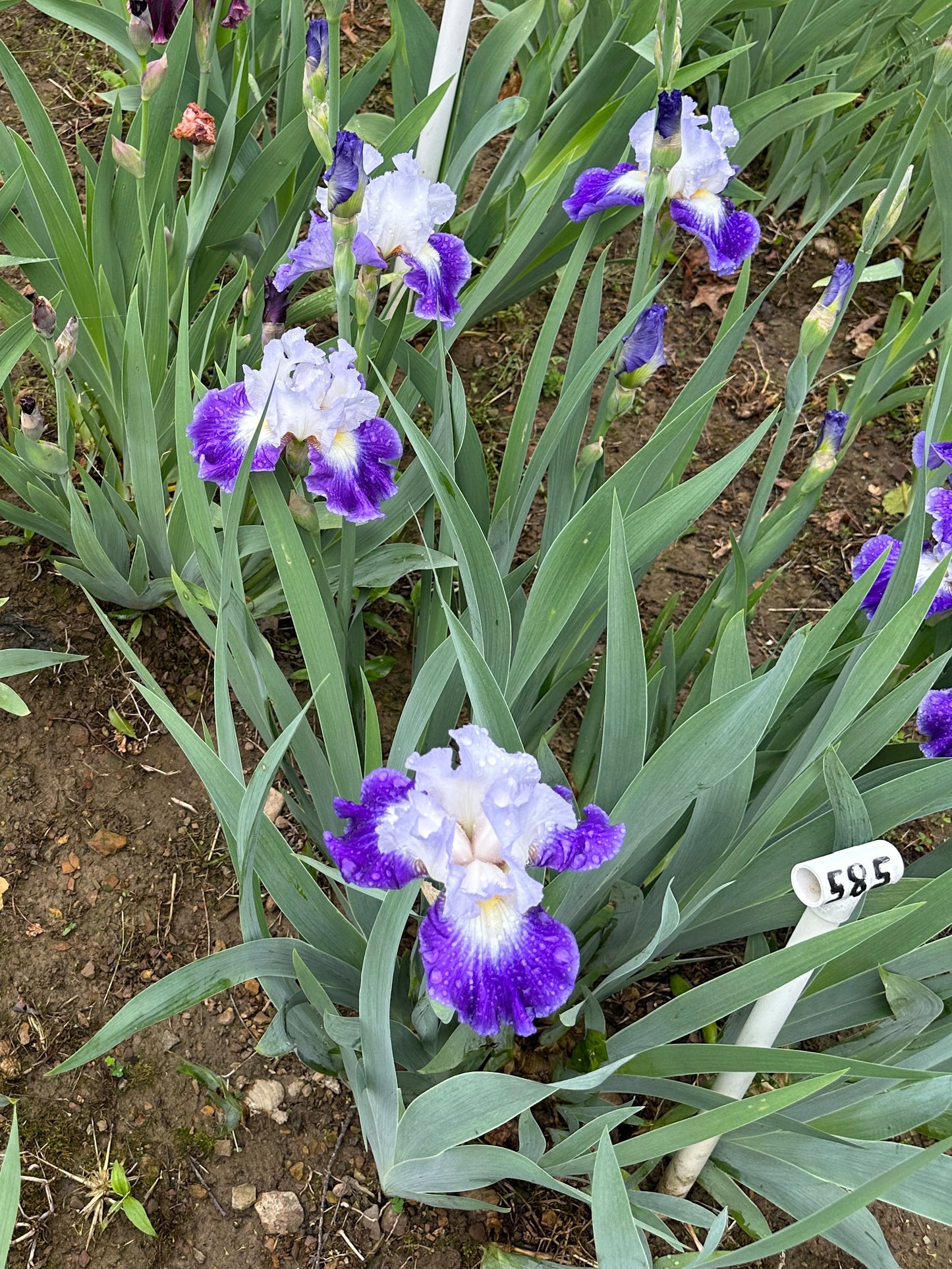 The flower Spot On - Tall Bearded Iris (TB)