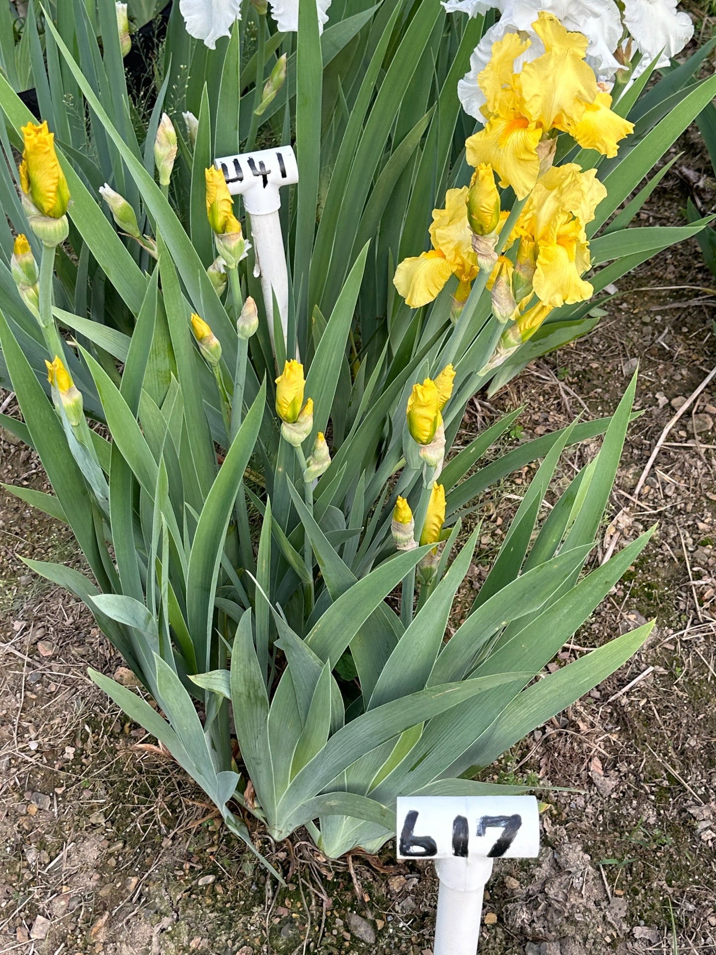 The flower Billionaire - Tall Bearded Iris (TB)