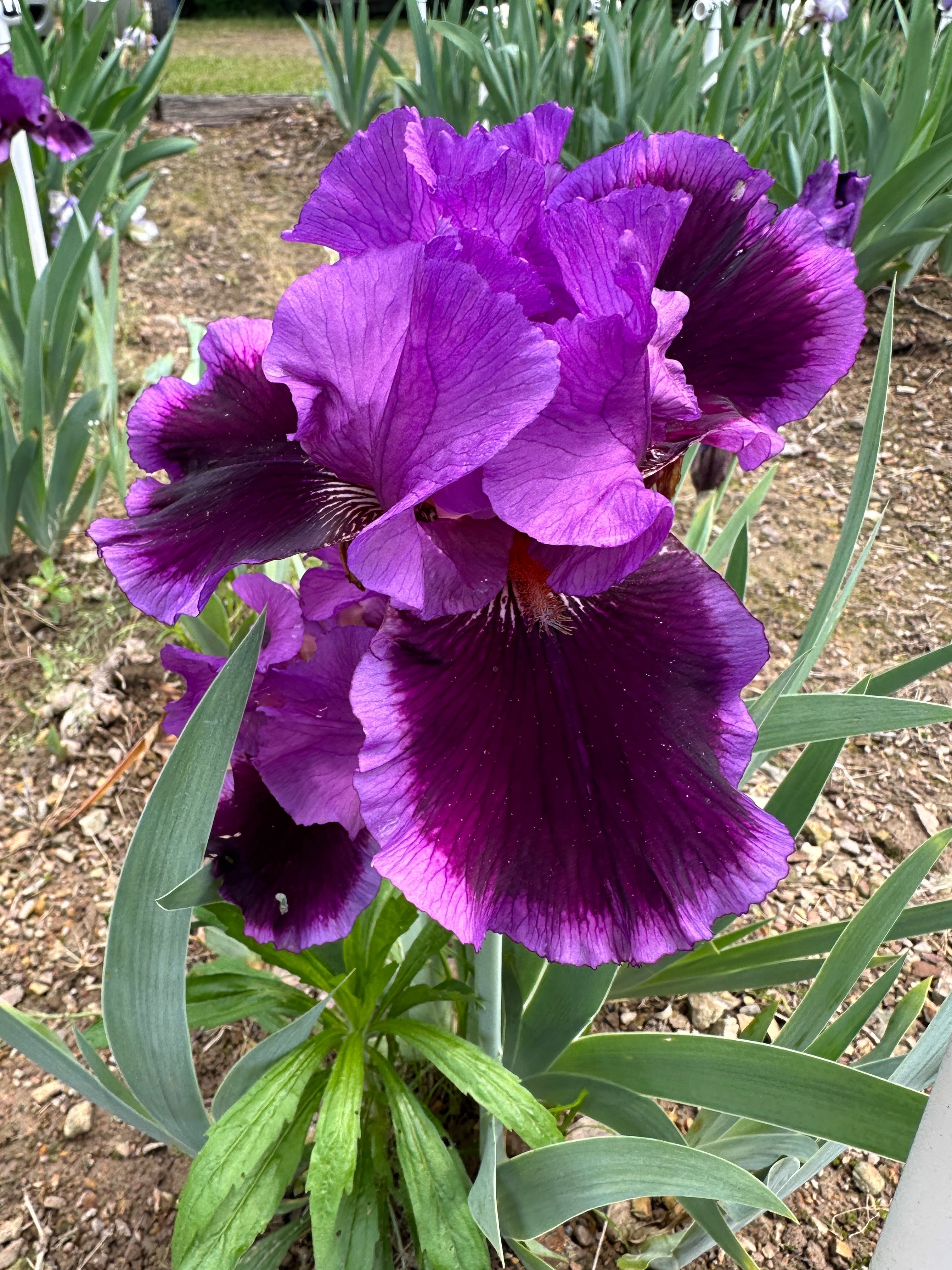 Pagan Dance Tall Bearded Iris (TB) Exline Iris Garden