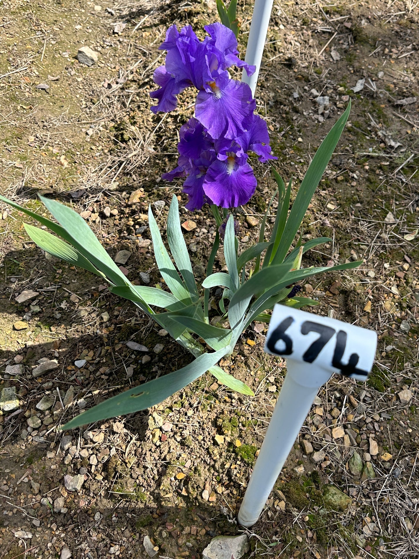 The flower Feed Back - Tall Bearded Iris (TB)