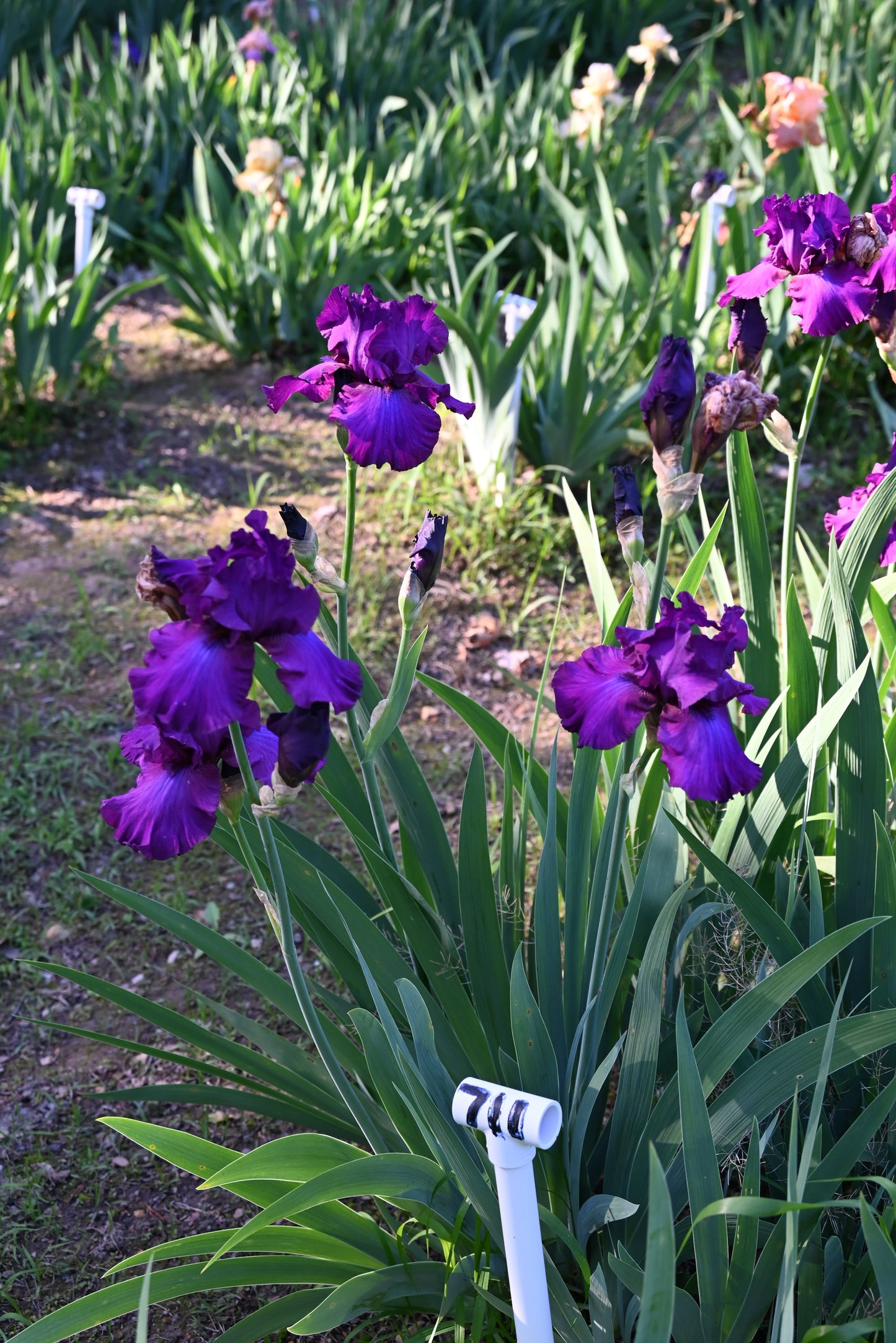 The flower Now See This - Tall Bearded Iris (TB)