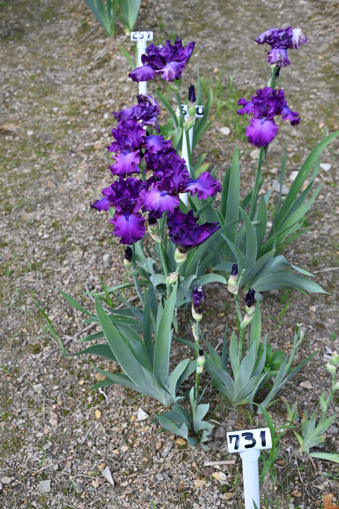The flower Swingtown - Tall Bearded Iris (TB)