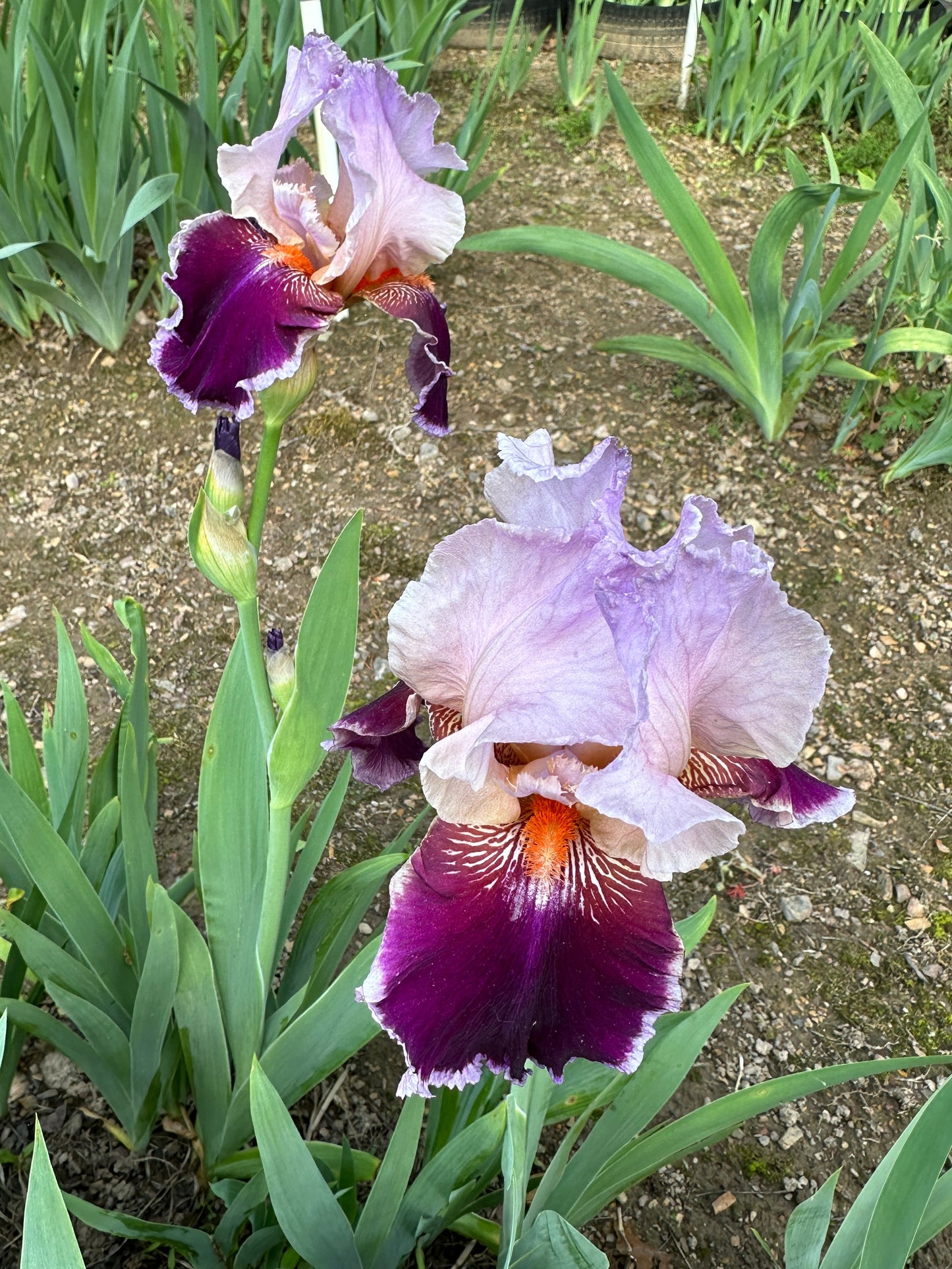 The flower Armageddon - Tall Bearded Iris (TB)
