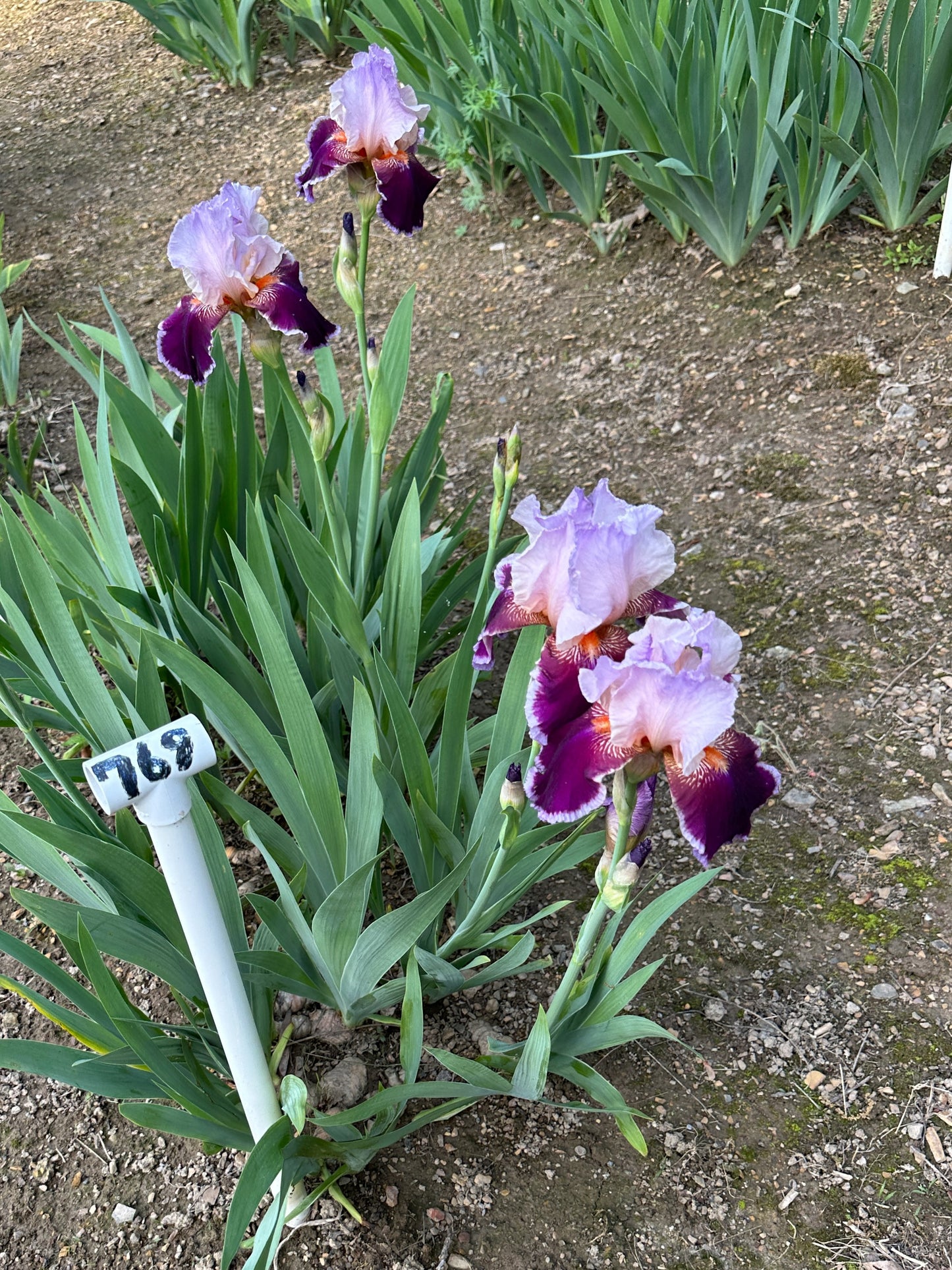 The flower Armageddon - Tall Bearded Iris (TB)