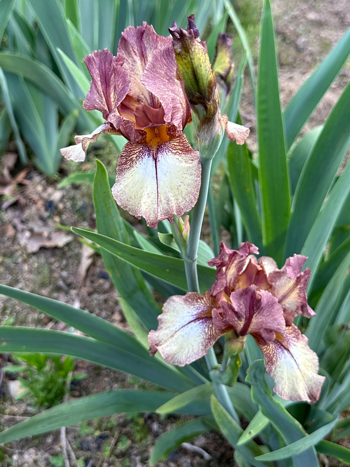 The flower Burgundy Brown - Tall Bearded Iris (TB)