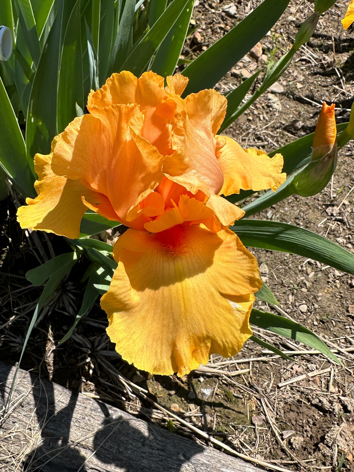 The flower Spanish Fireball - Tall Bearded Iris (TB)
