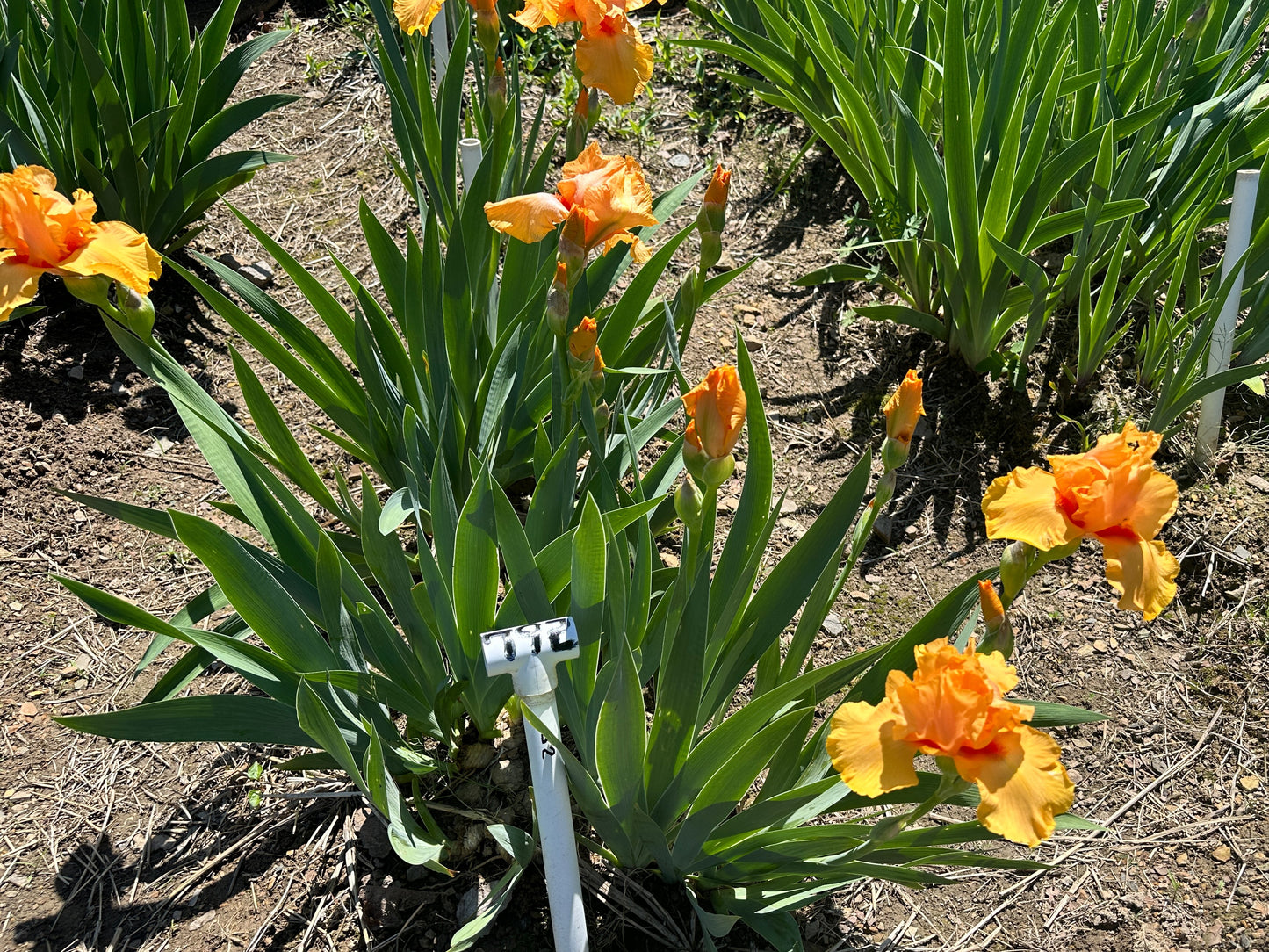 The flower Spanish Fireball - Tall Bearded Iris (TB)
