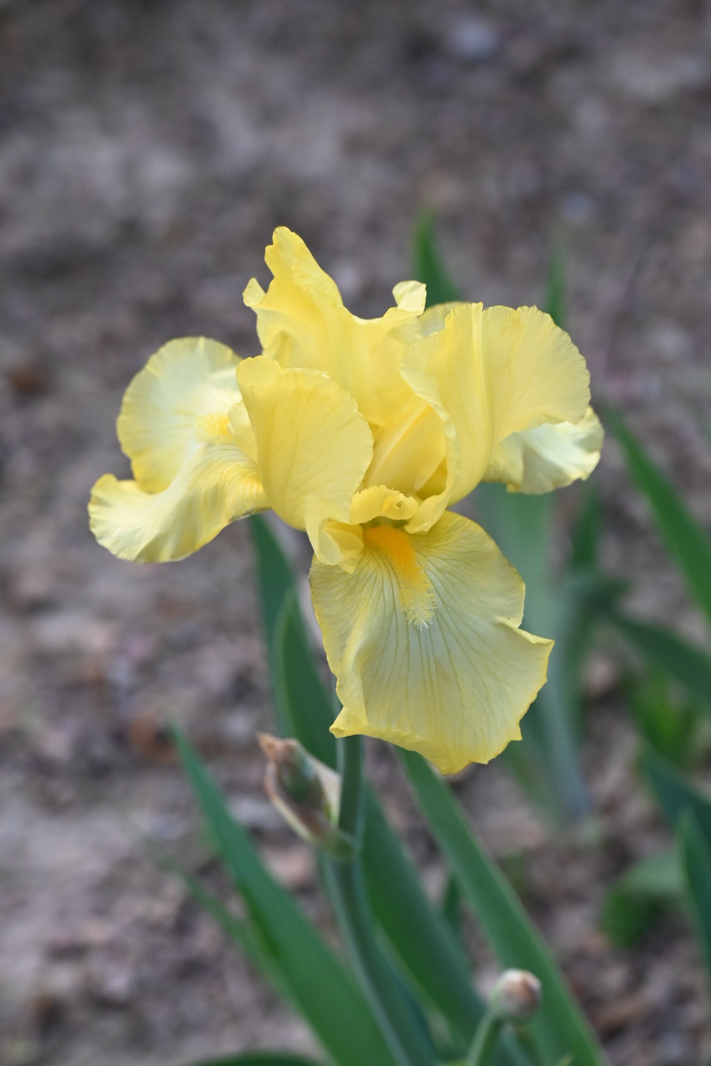 The flower Corn Harvest - Tall Bearded Iris (TB)