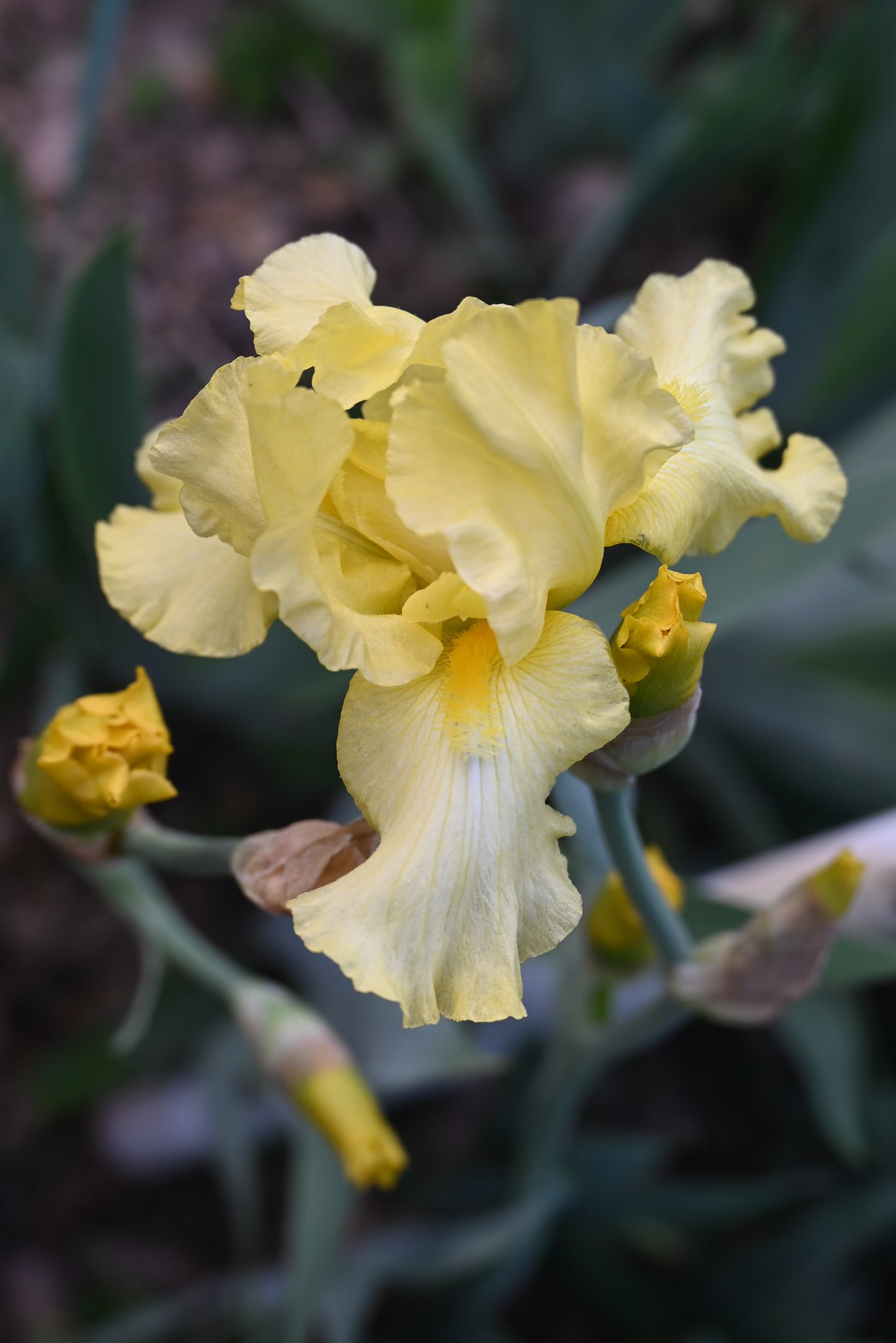 The flower Corn Harvest - Tall Bearded Iris (TB)