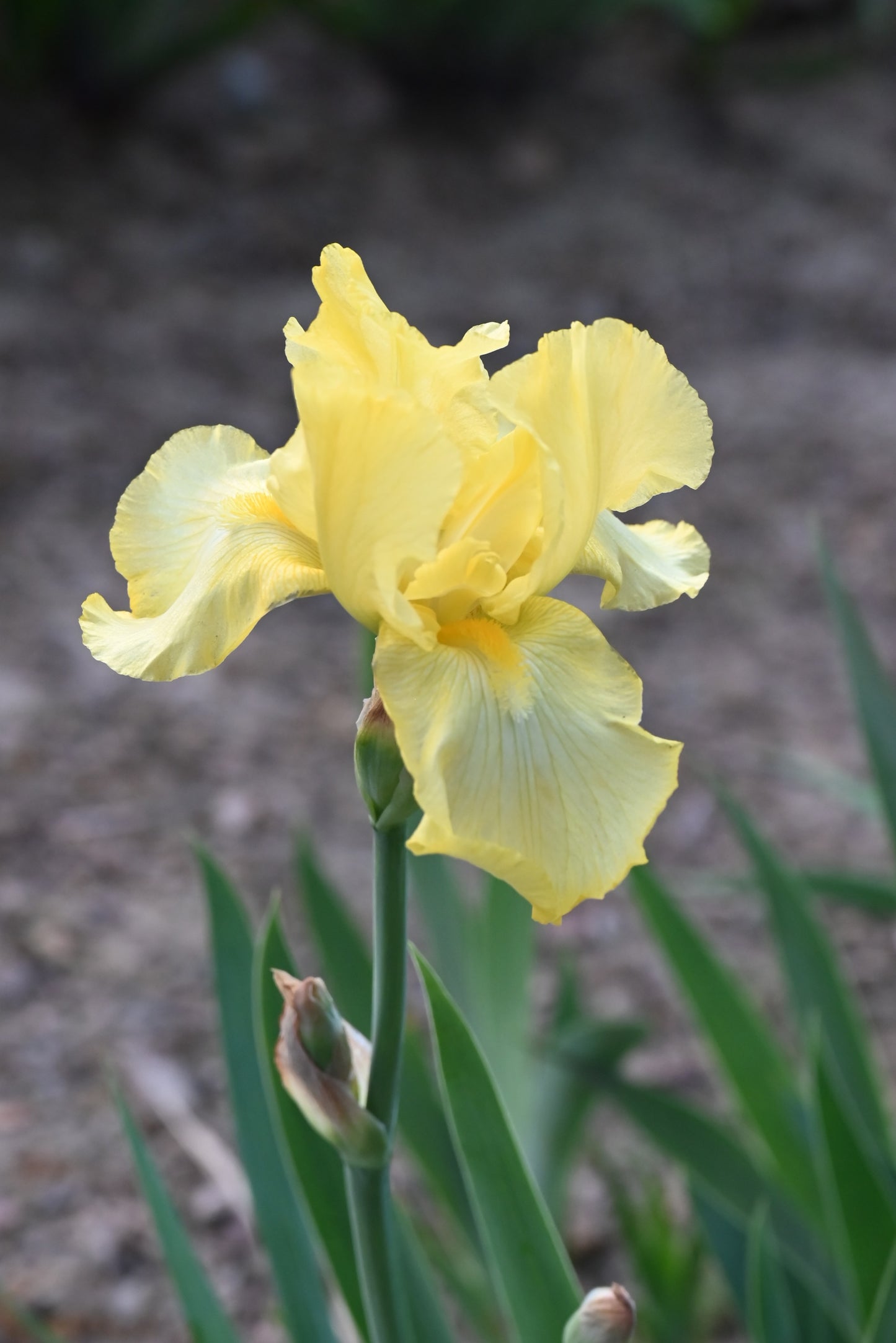 The flower Corn Harvest - Tall Bearded Iris (TB)
